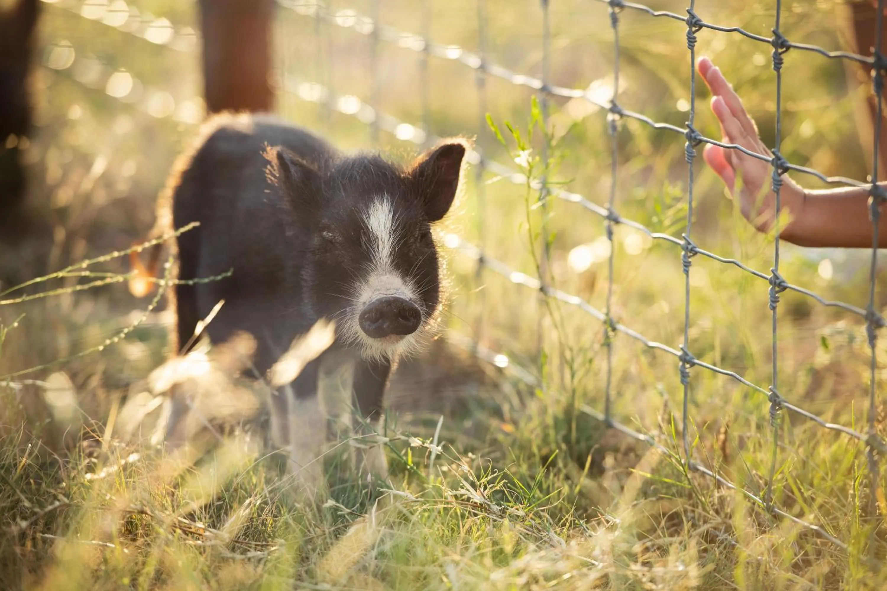 Animals in Blue Hills Ranch