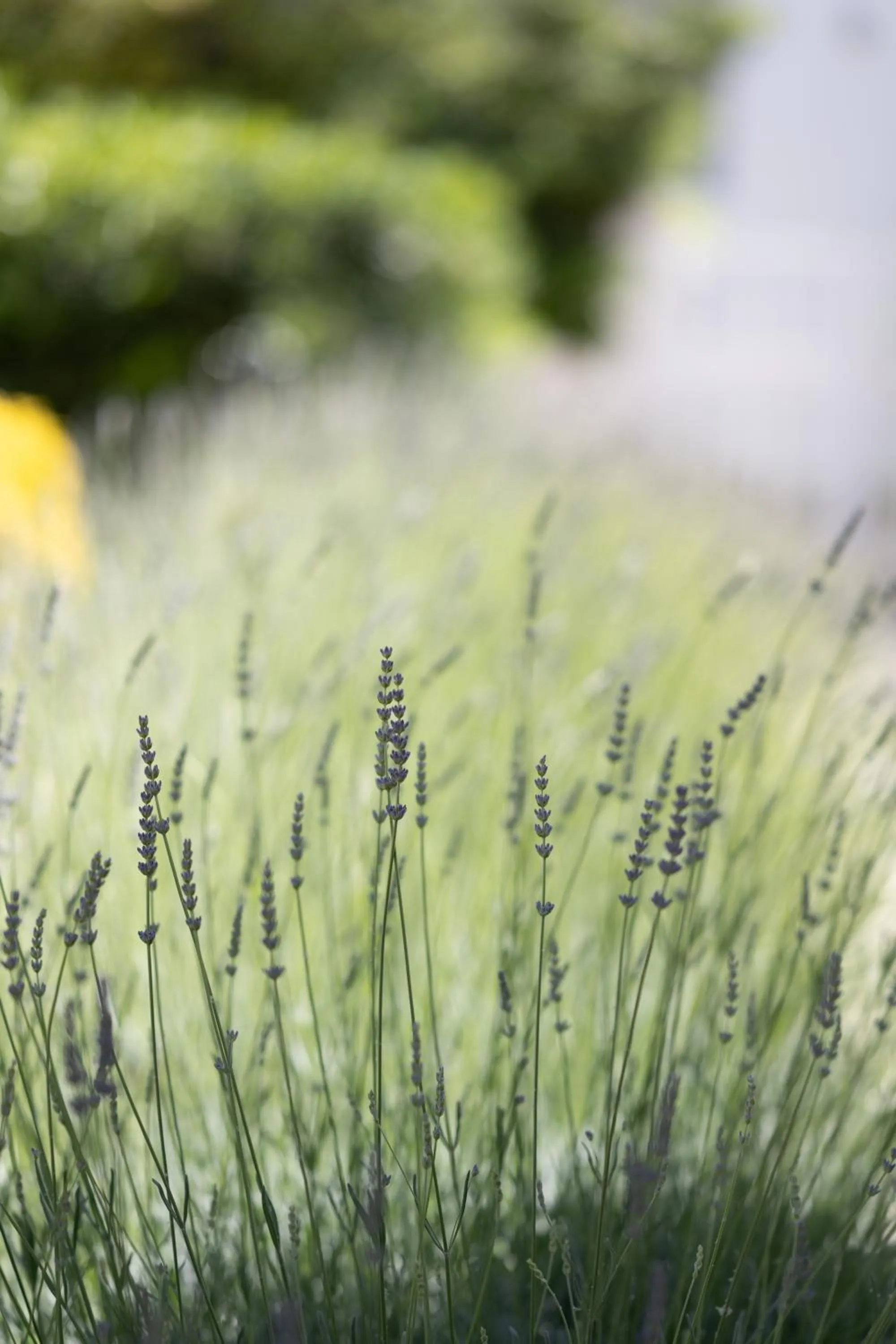Garden in Hotel Riva Del Sole