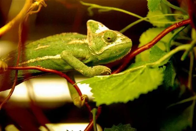 Natural landscape in Hotel&Spa Kameleon