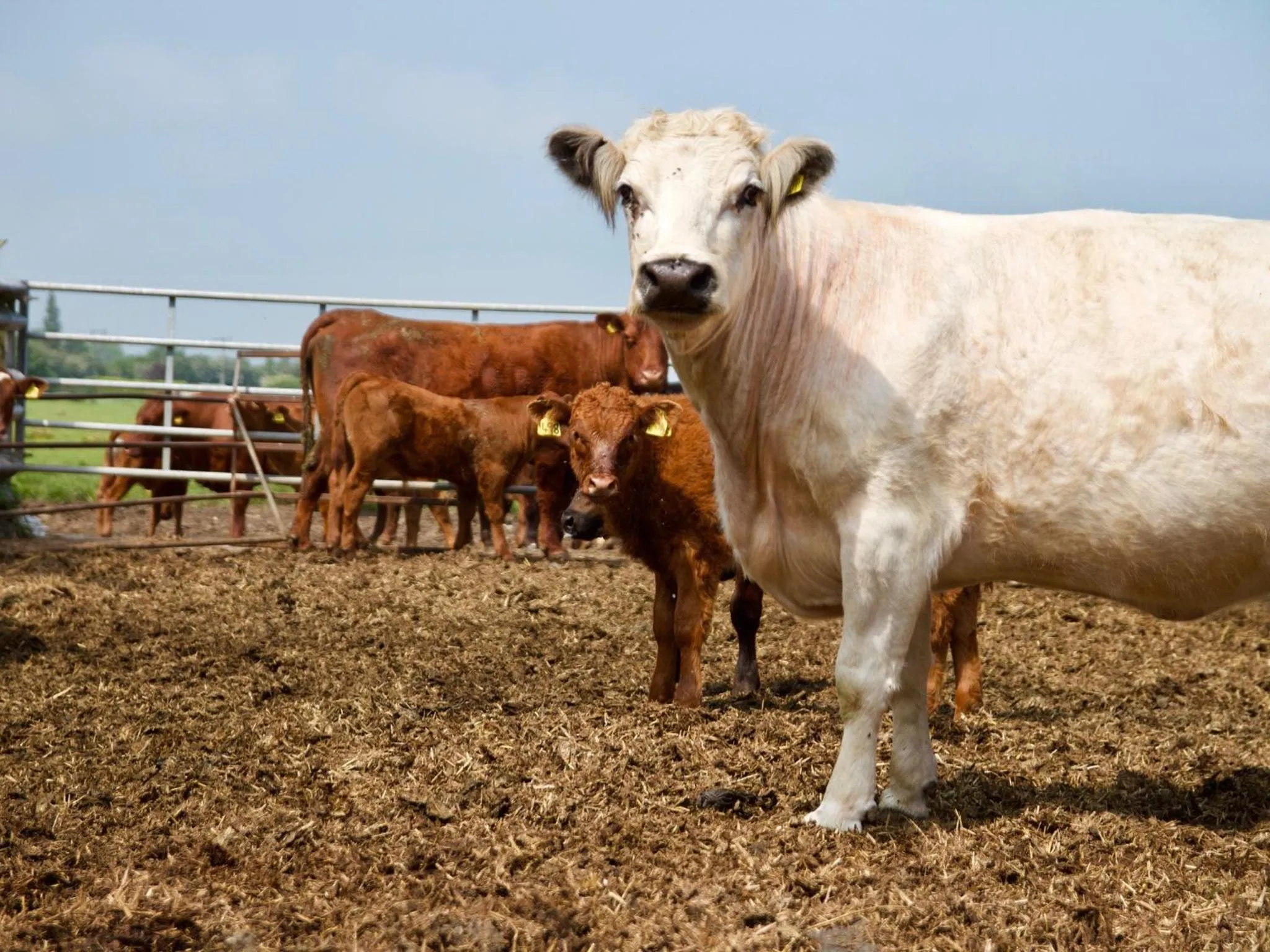 Activities in The Chestnuts Holiday Cottages