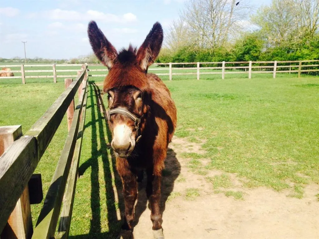 Activities in The Chestnuts Holiday Cottages