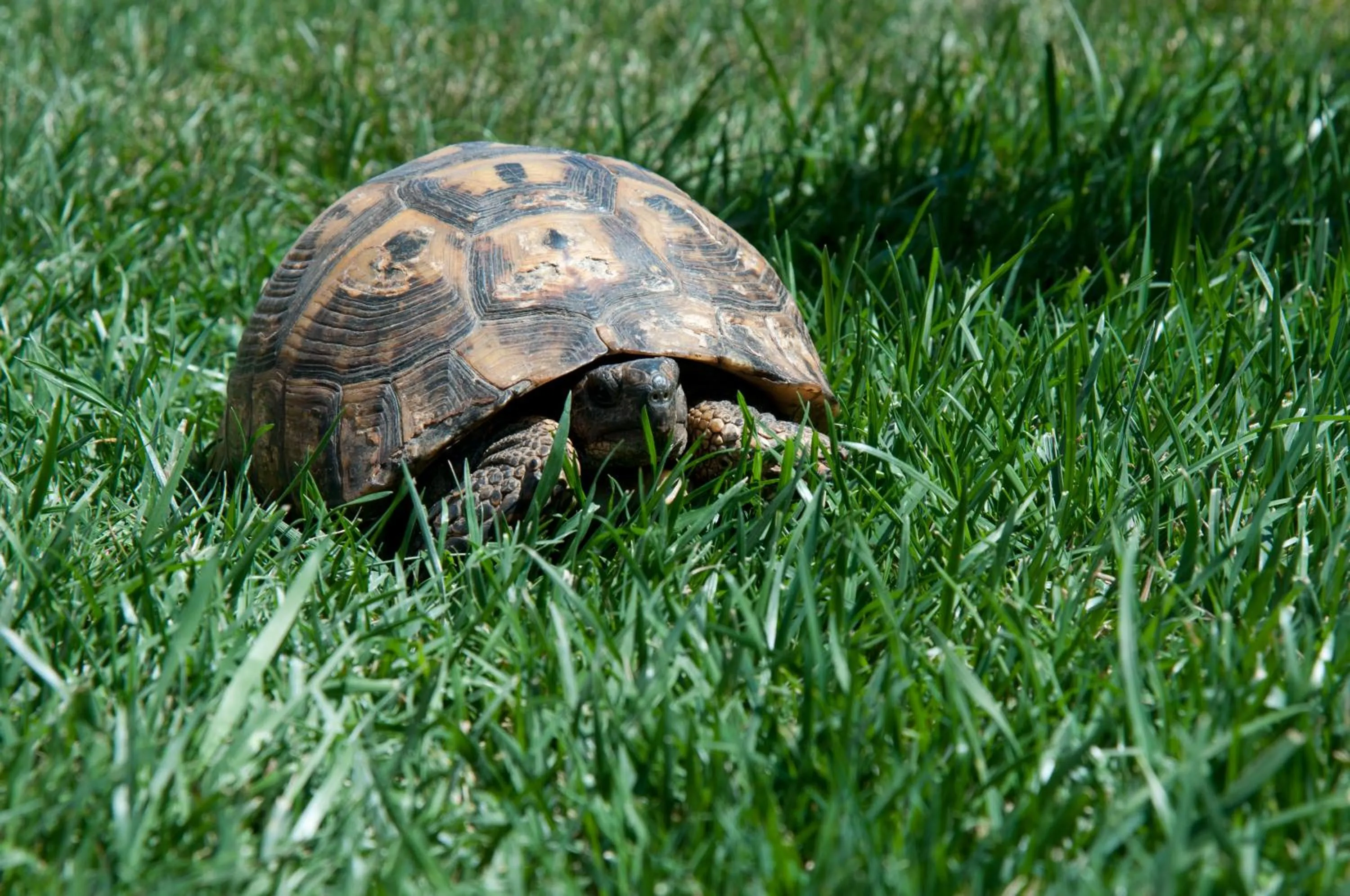 Animals in DEFNE OTEL
