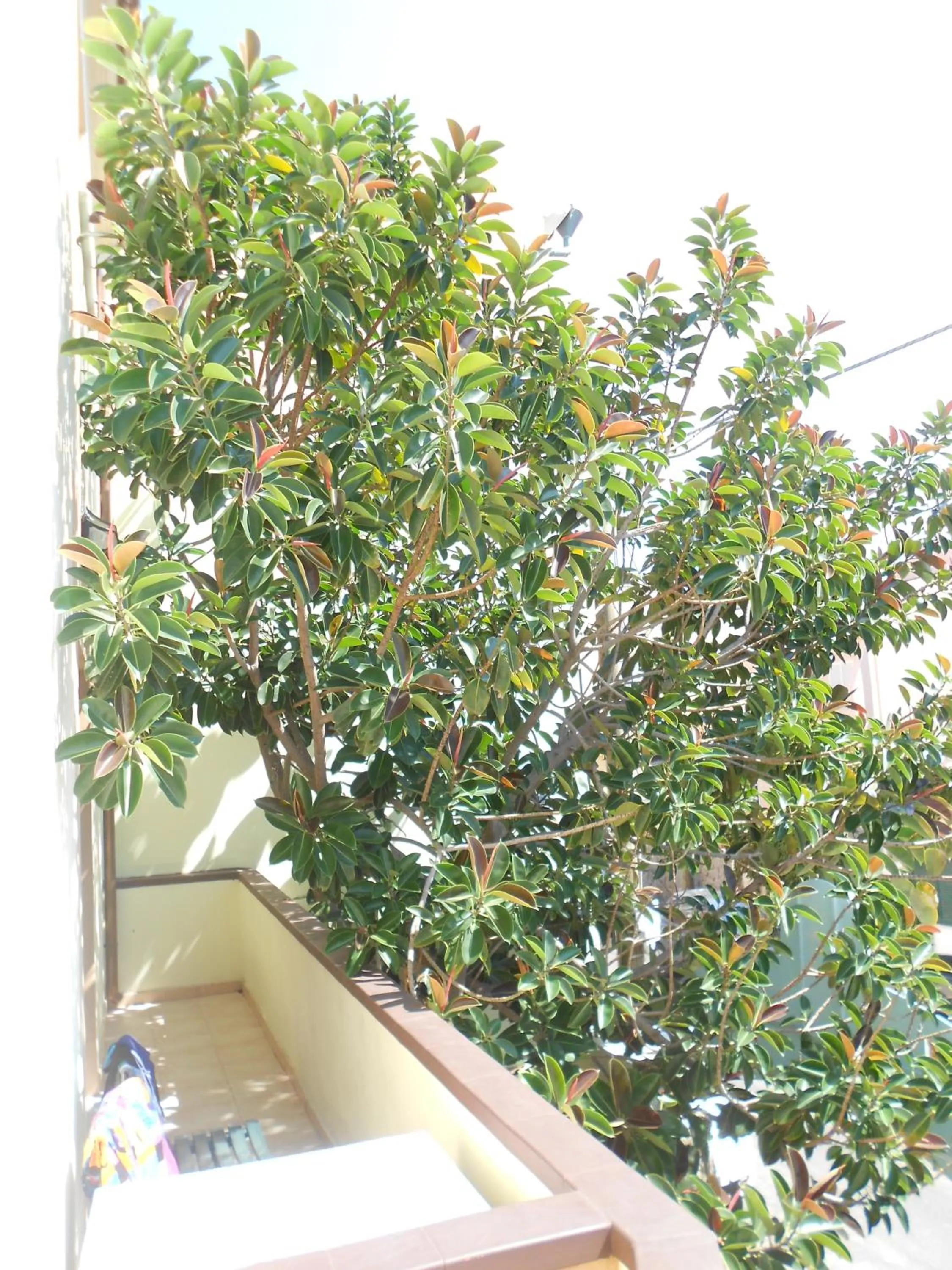 Balcony/Terrace in Hotel Tabby