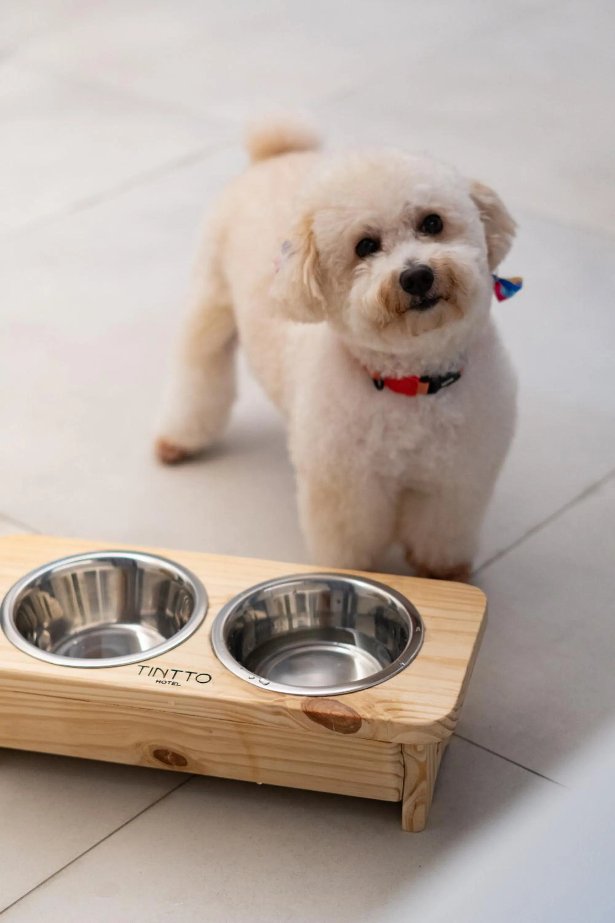 Pets in Tintto Hotel