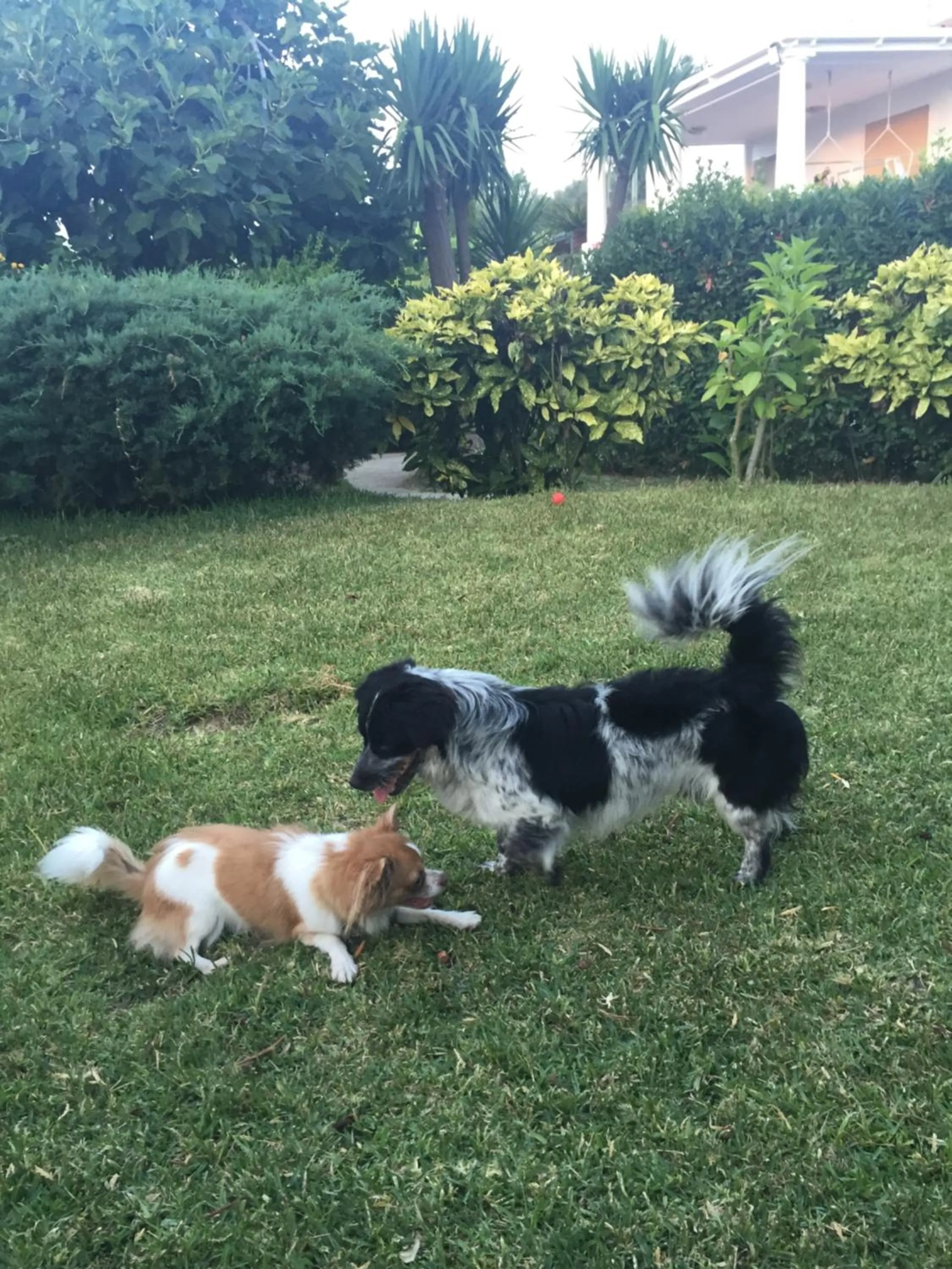 Animals in Hotel Al Mulino