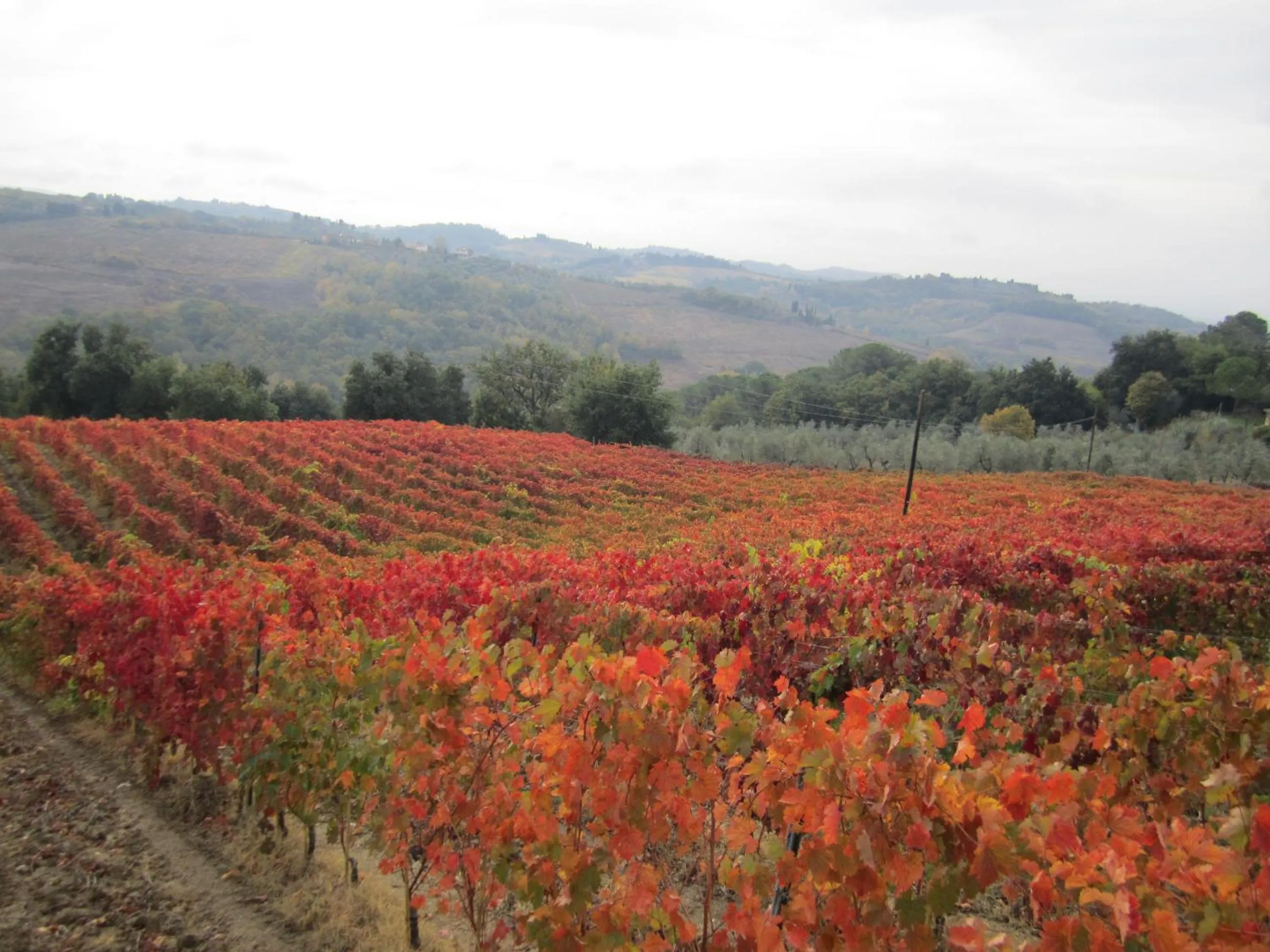 View (from property/room) in Le Fonti A San Giorgio