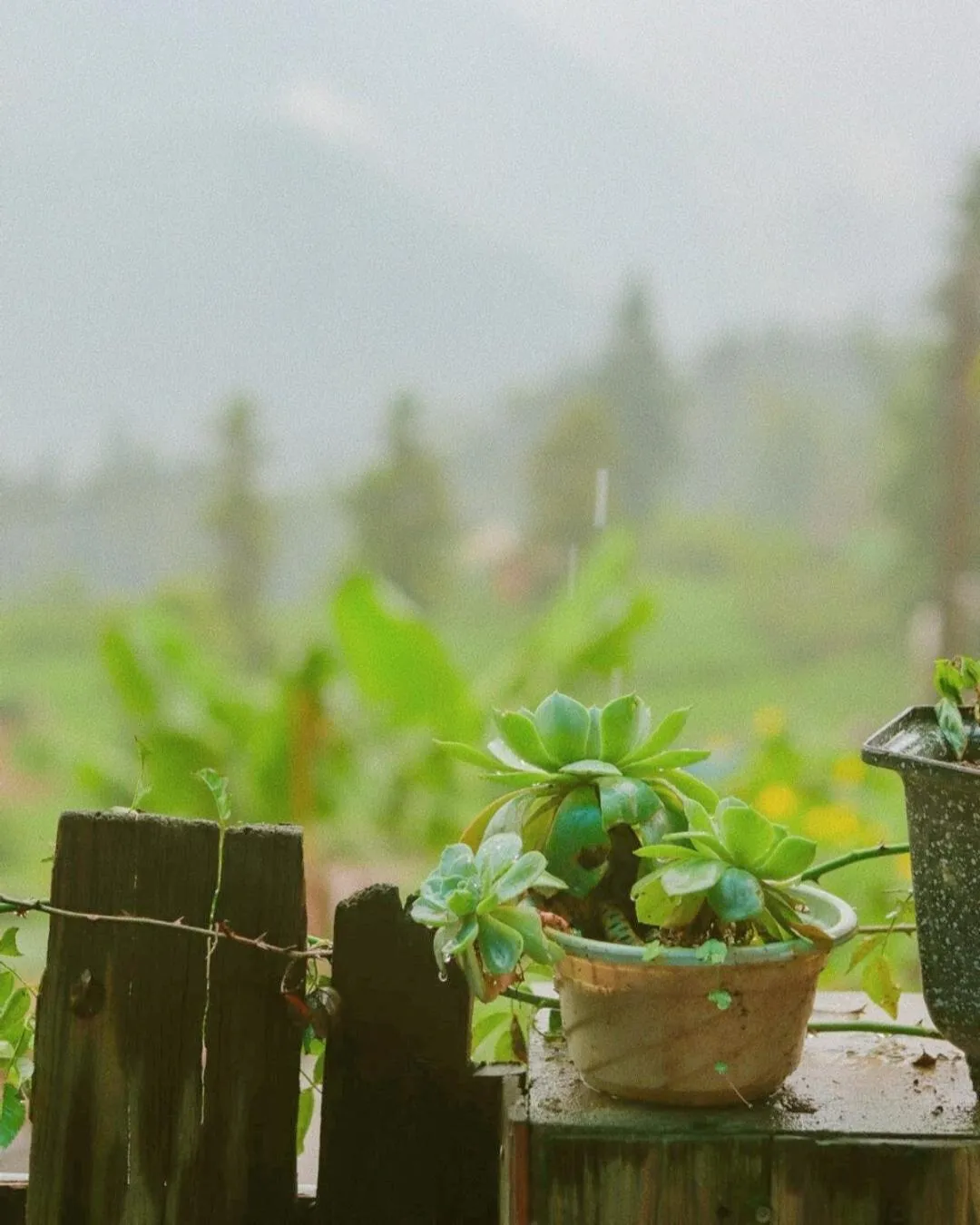 Garden in D Home Sapa 2