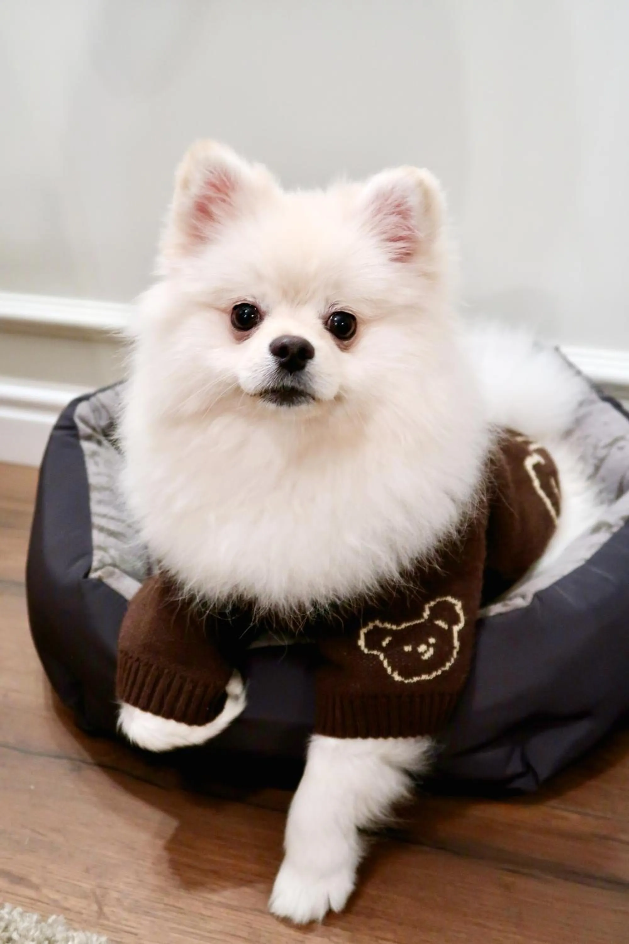 Pets in Best Western Plus Market Square Lviv