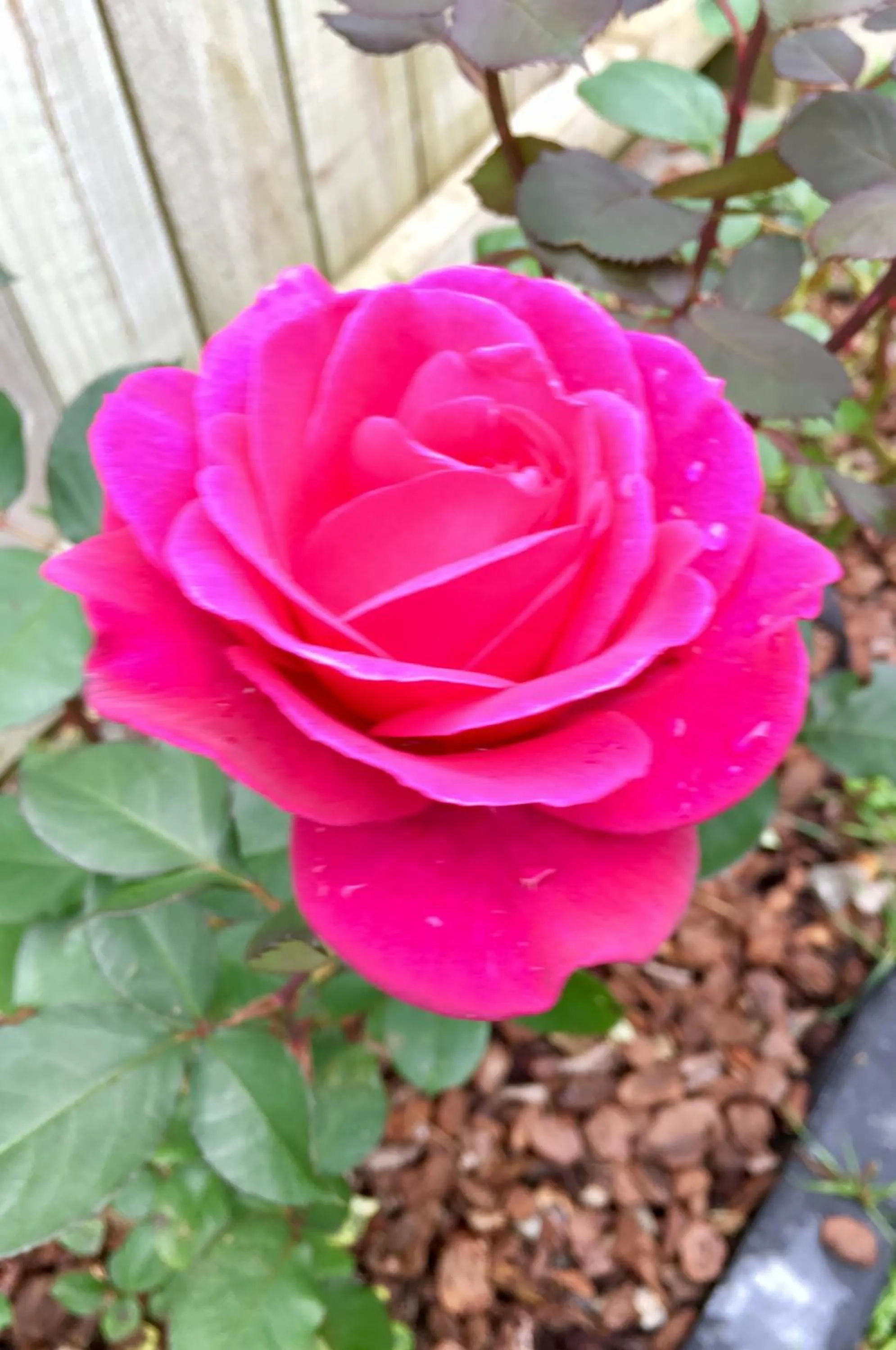 Garden in Hacienda Motor Lodge