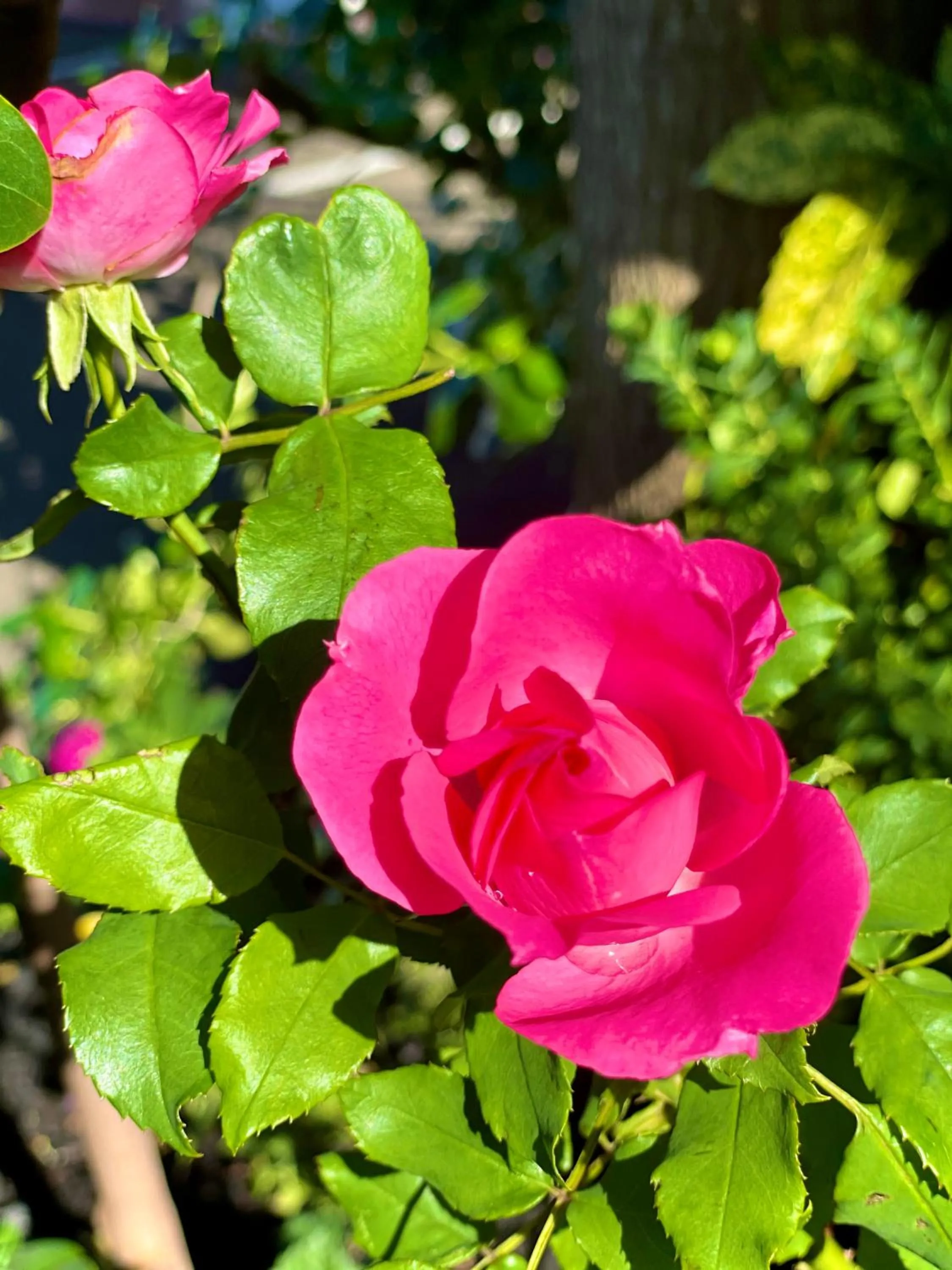 Garden in Hacienda Motor Lodge