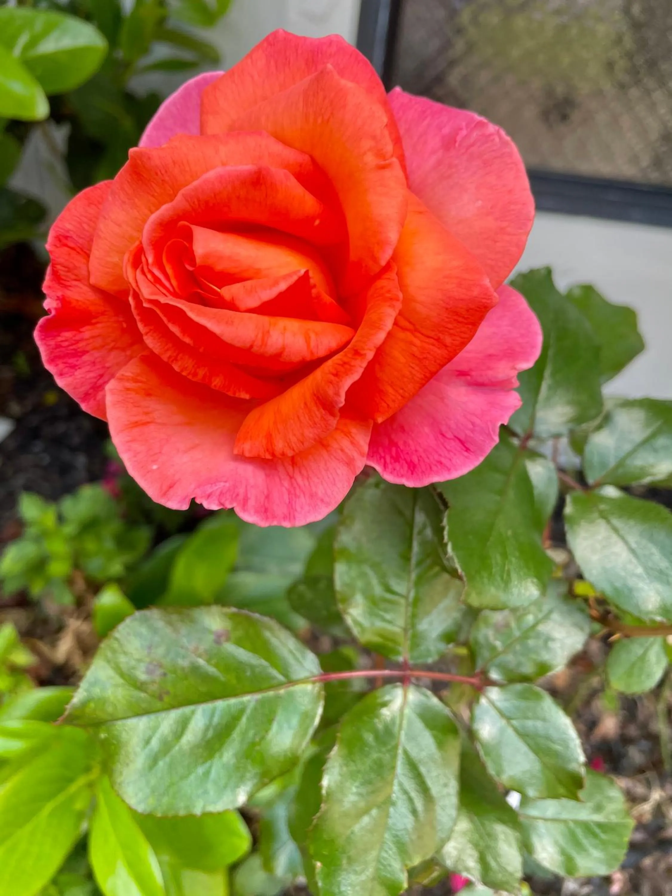Garden in Hacienda Motor Lodge