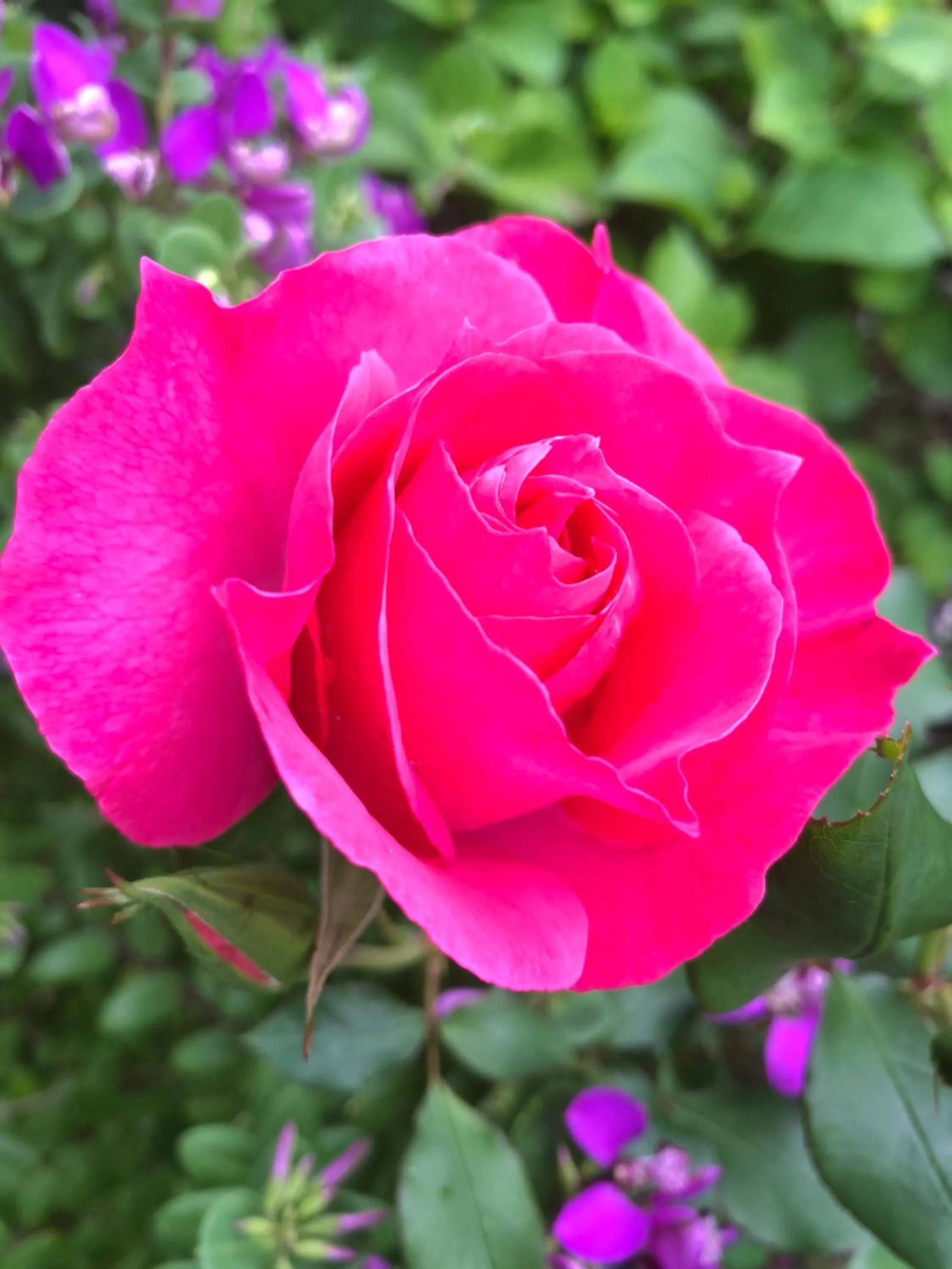 Garden in Hacienda Motor Lodge