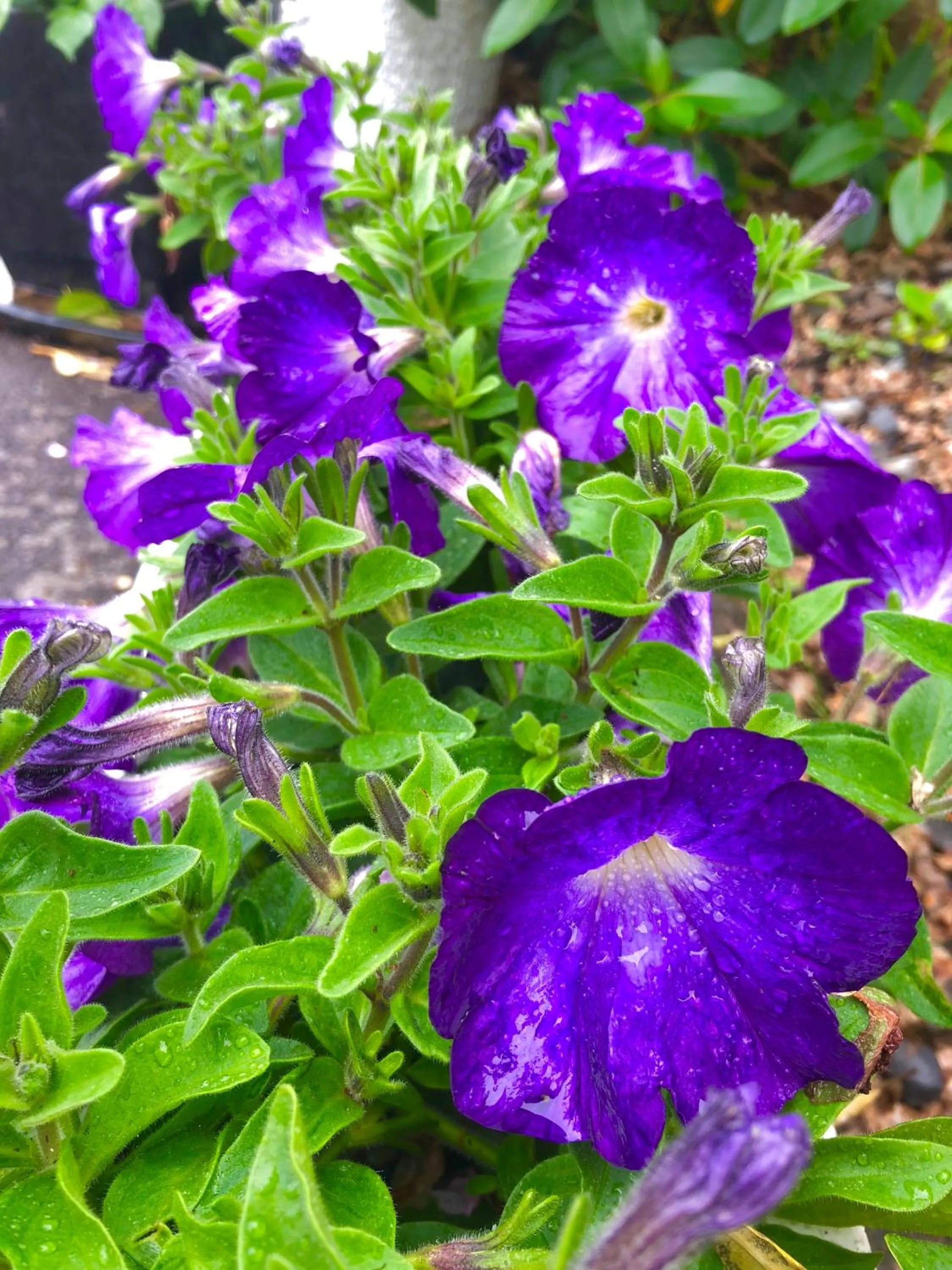 Garden in Hacienda Motor Lodge