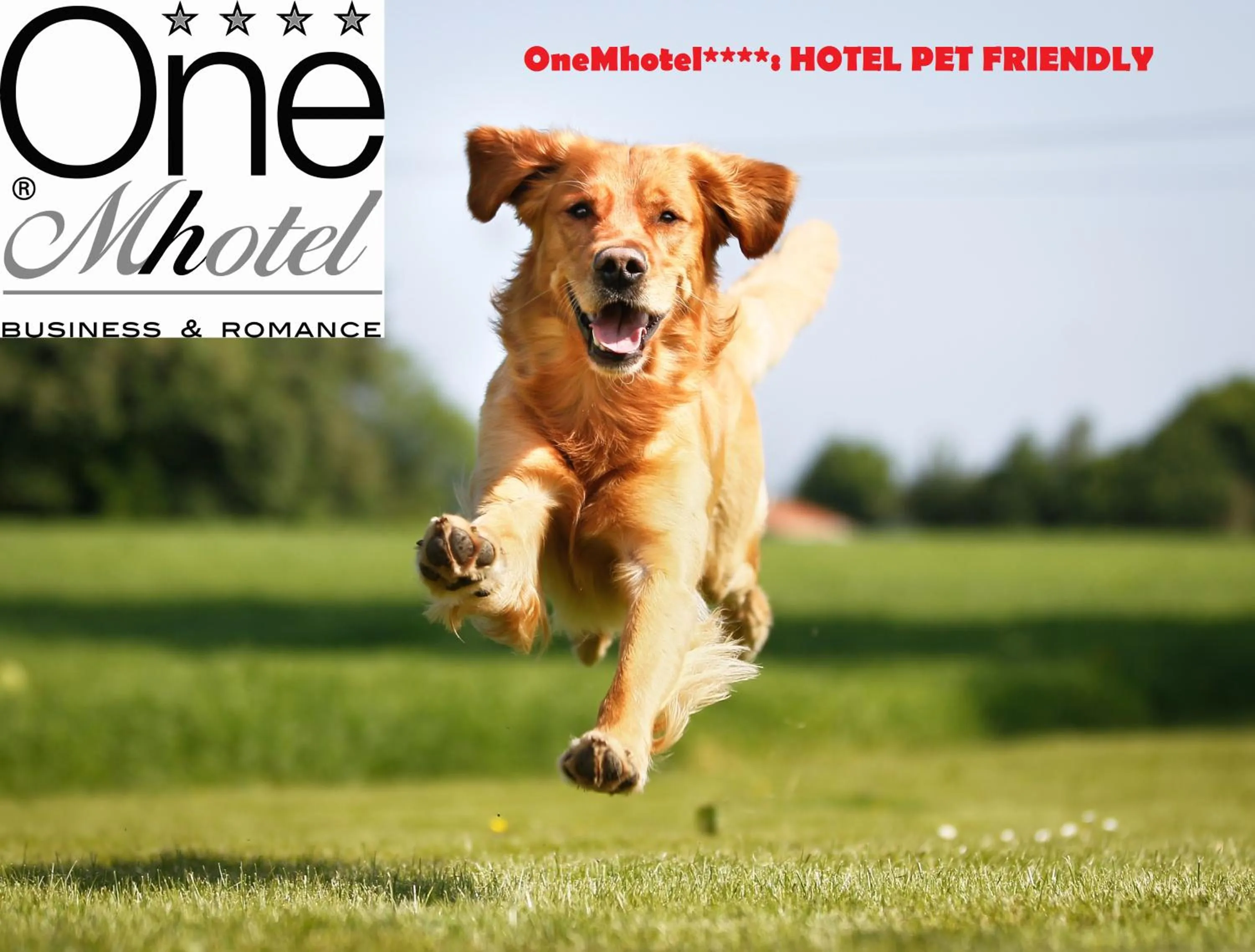 Pets in OneMhotel