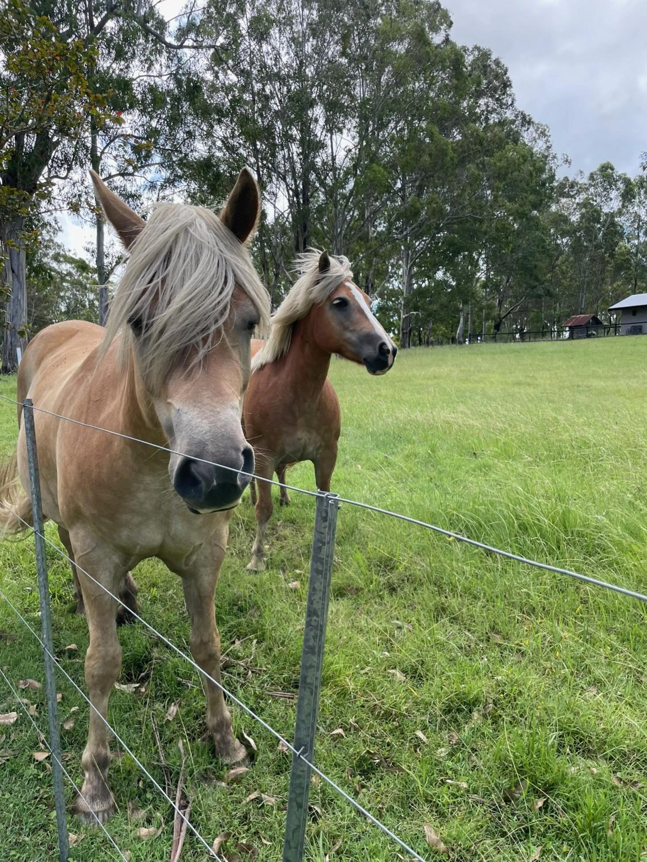 Animals in Belvoir B&B Cottages