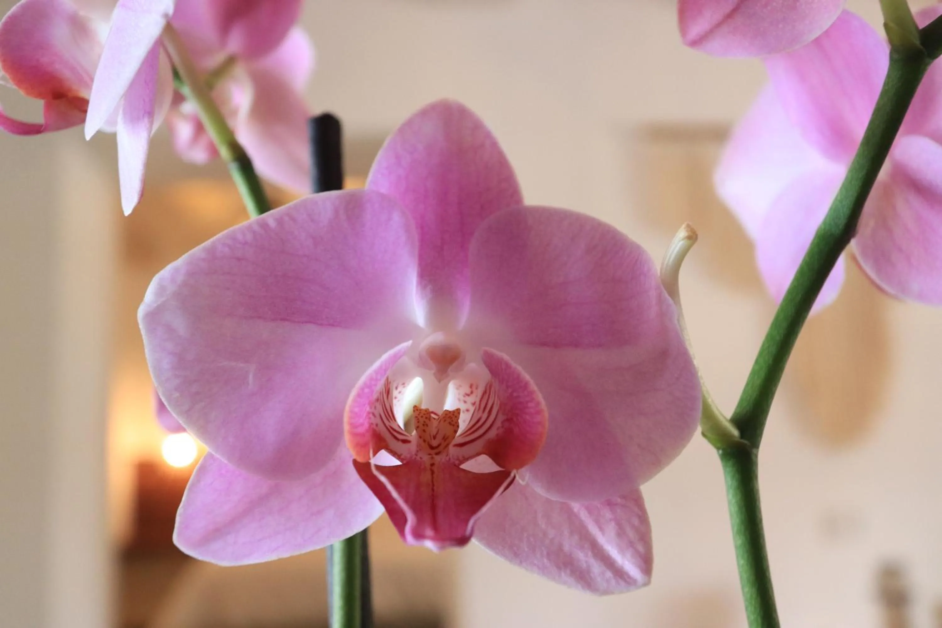 Decorative detail in Concepción Hotel Boutique - Adults Only