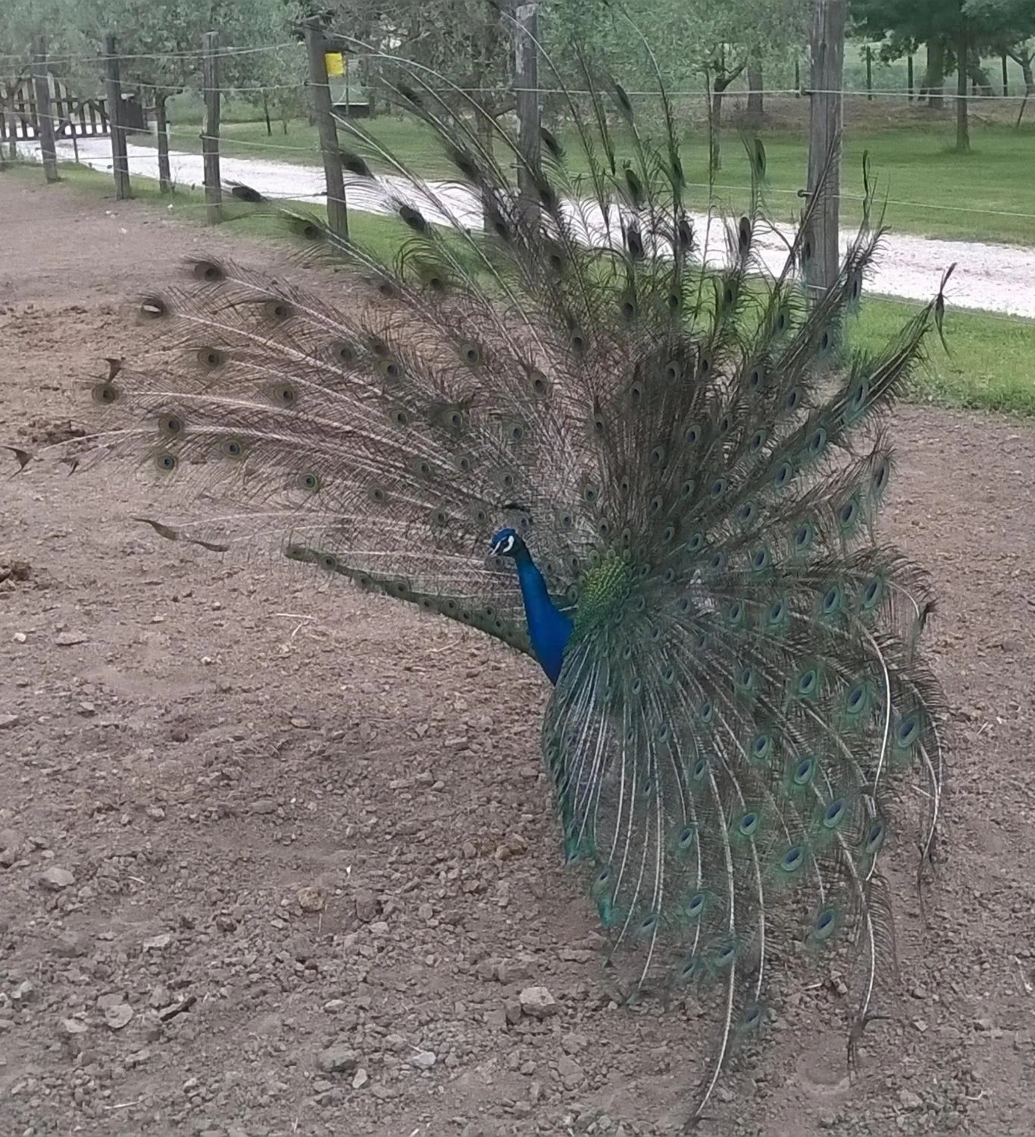 Pets in La Casa Di Campagna