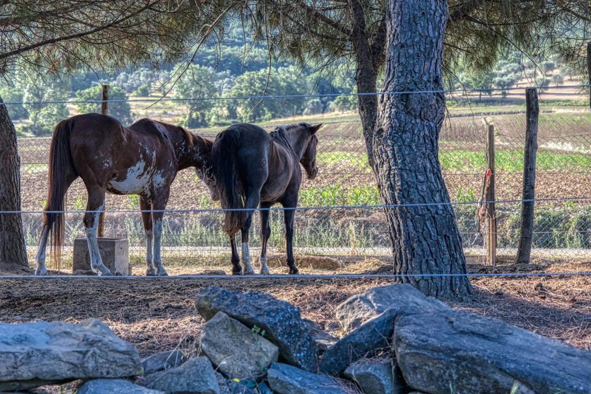 Animals in La Casa Di Campagna