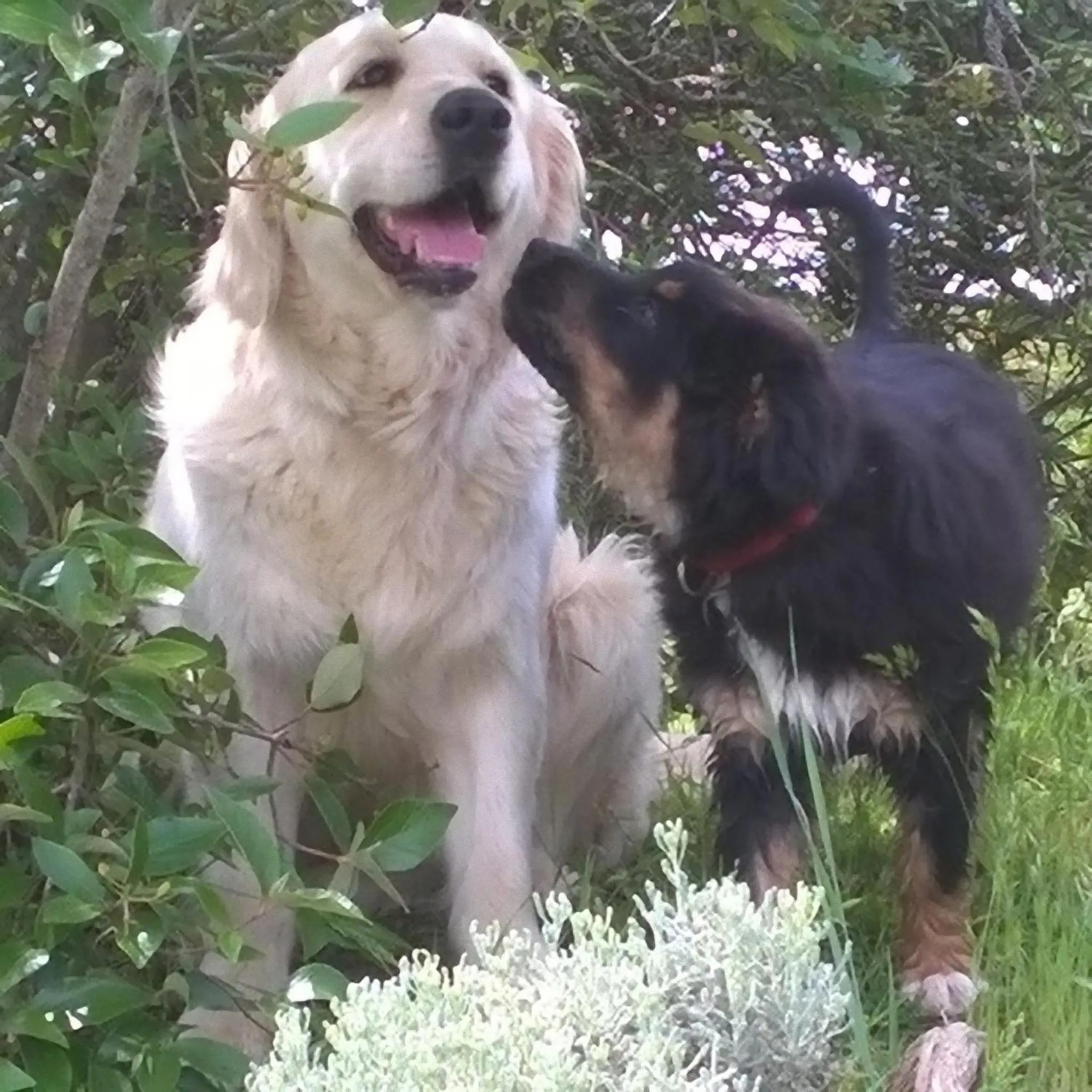 Pets in La Casa Di Campagna