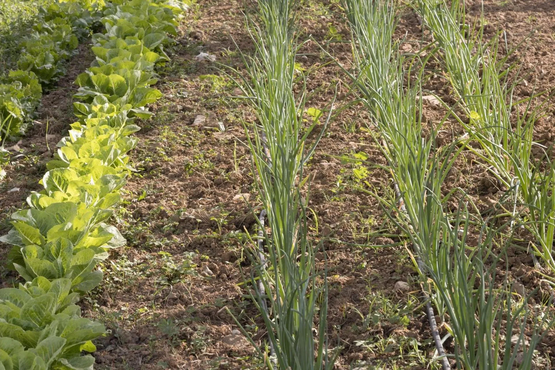 Food close-up in La Casa Di Campagna