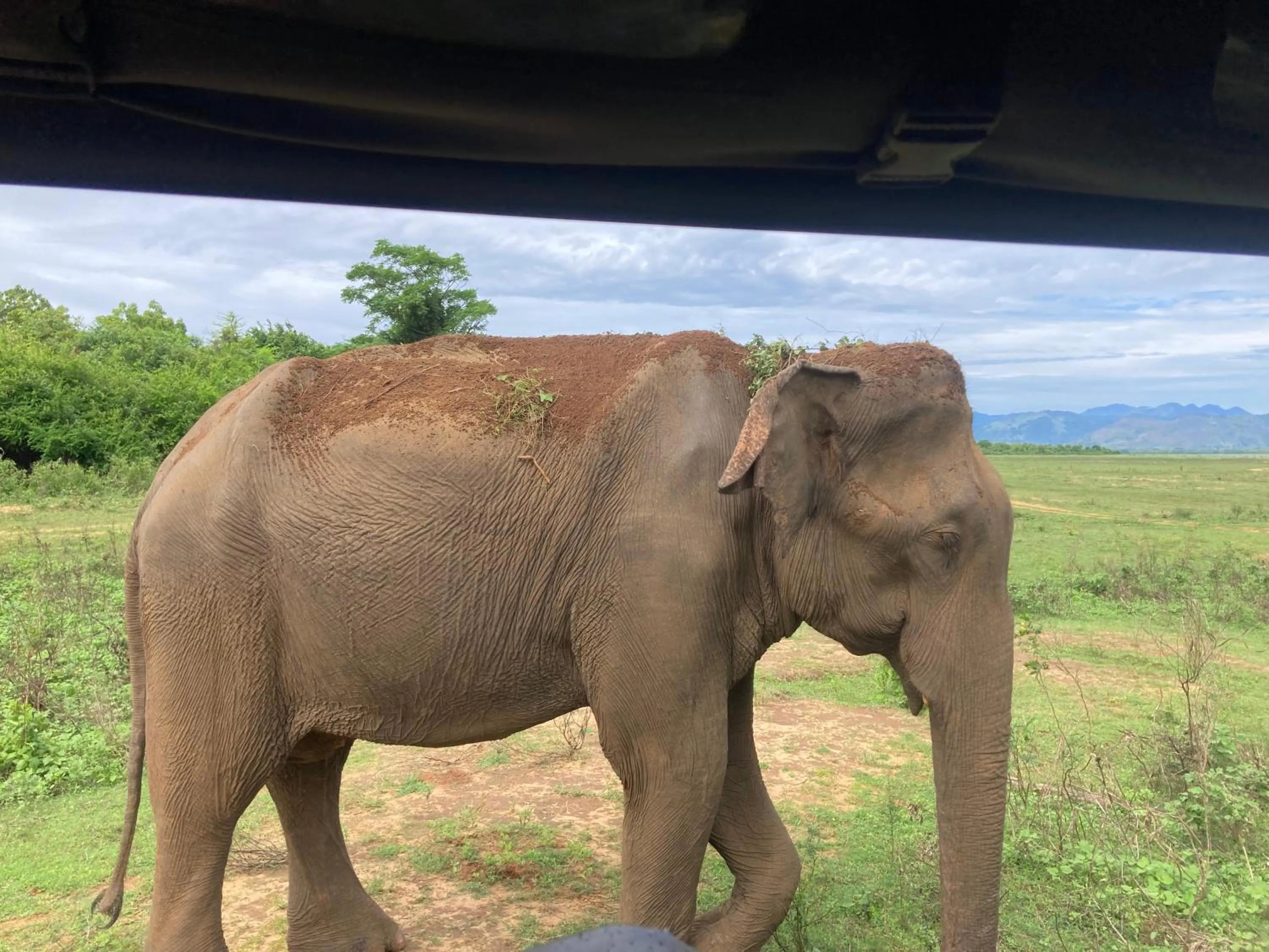 Animals in Amba Kola Udawalawa