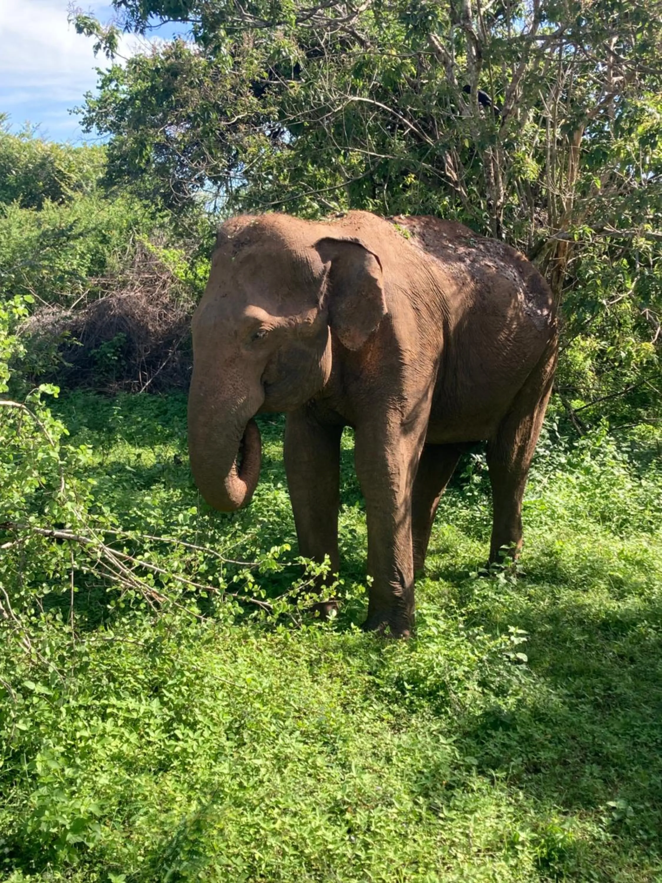Natural landscape in Amba Kola Udawalawa