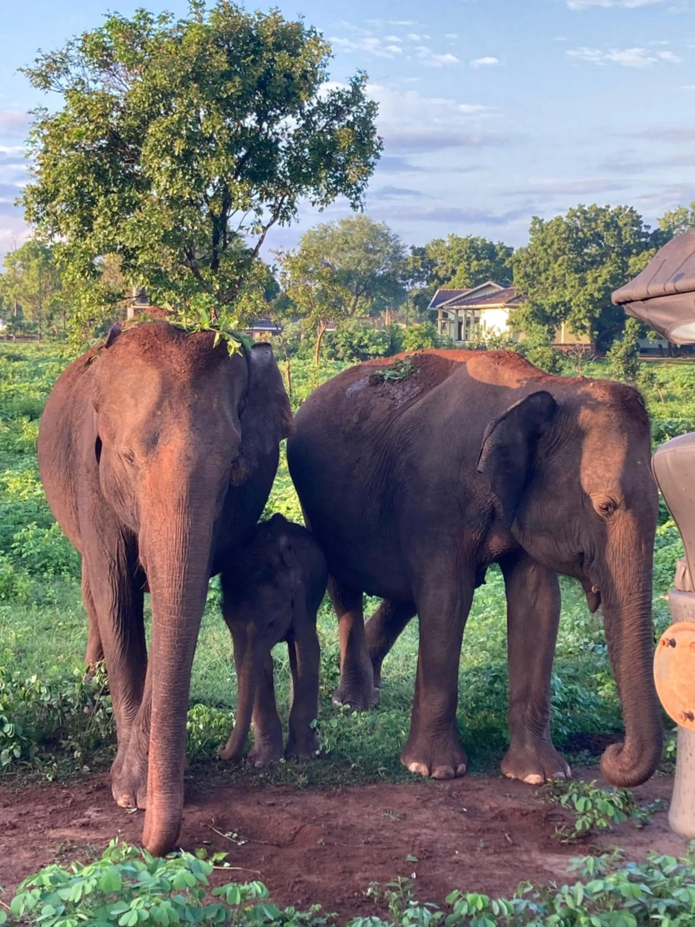 Natural landscape in Amba Kola Udawalawa