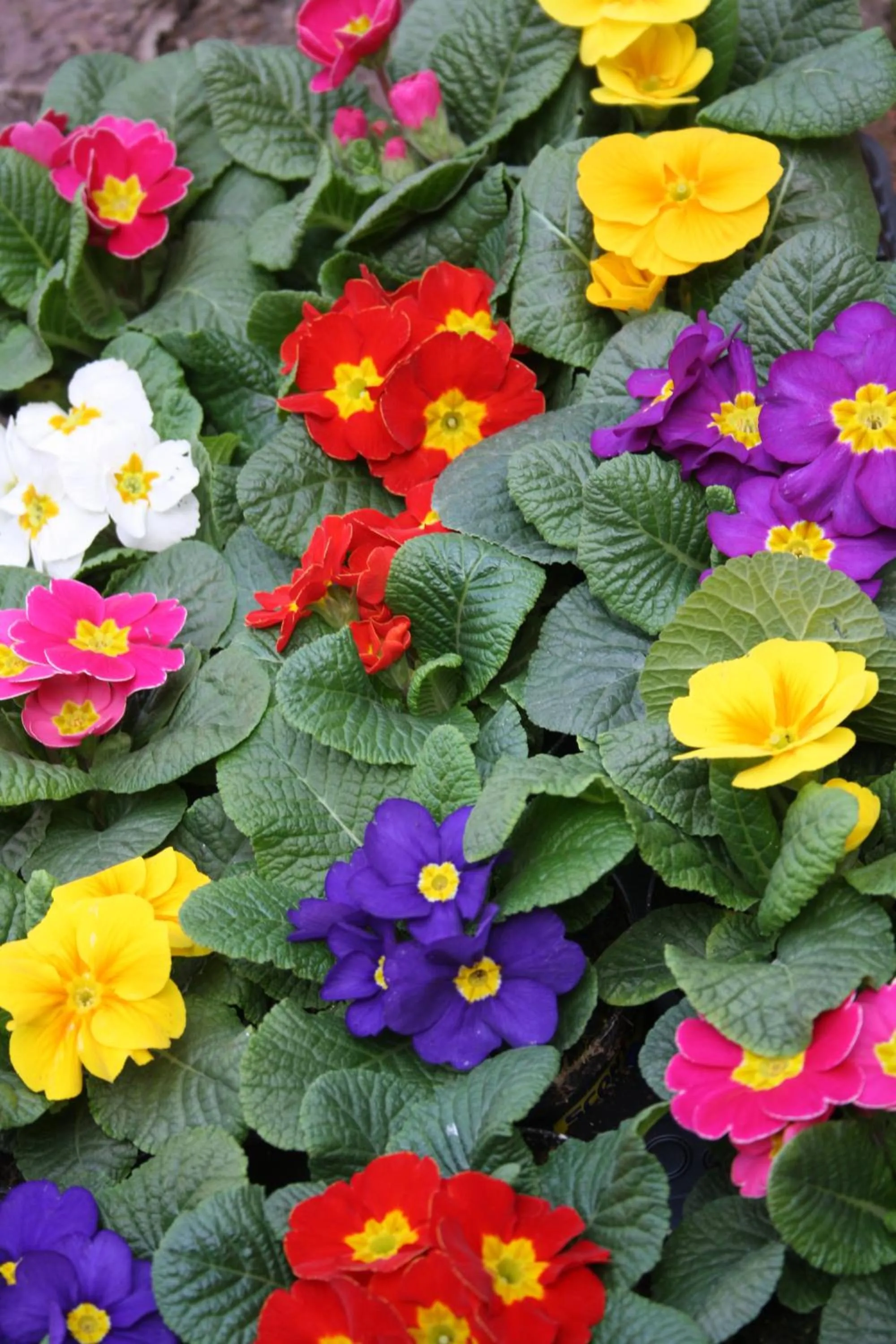 Garden in B&B Casa San Jacopo al Giardino