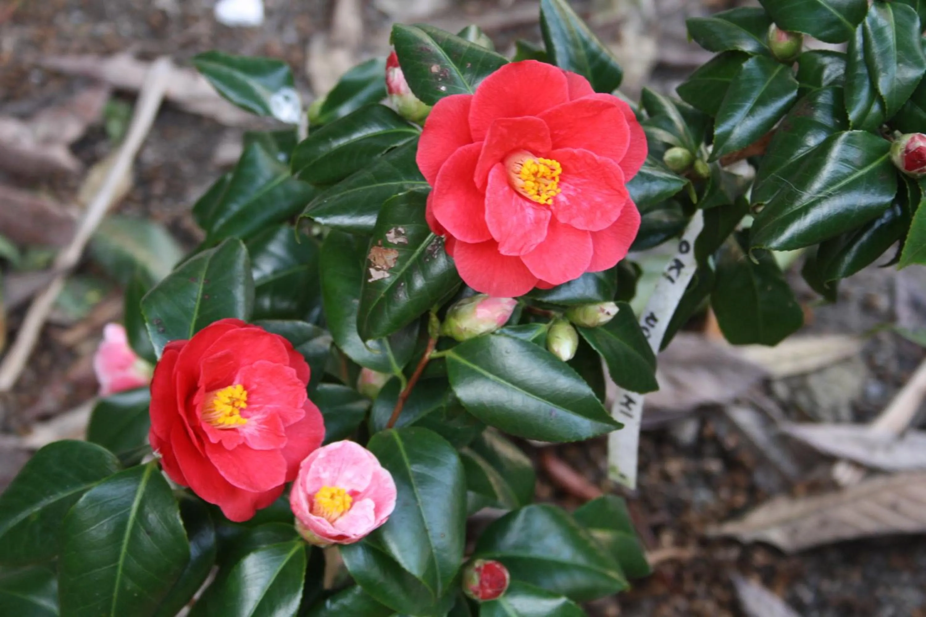 Garden in B&B Casa San Jacopo al Giardino