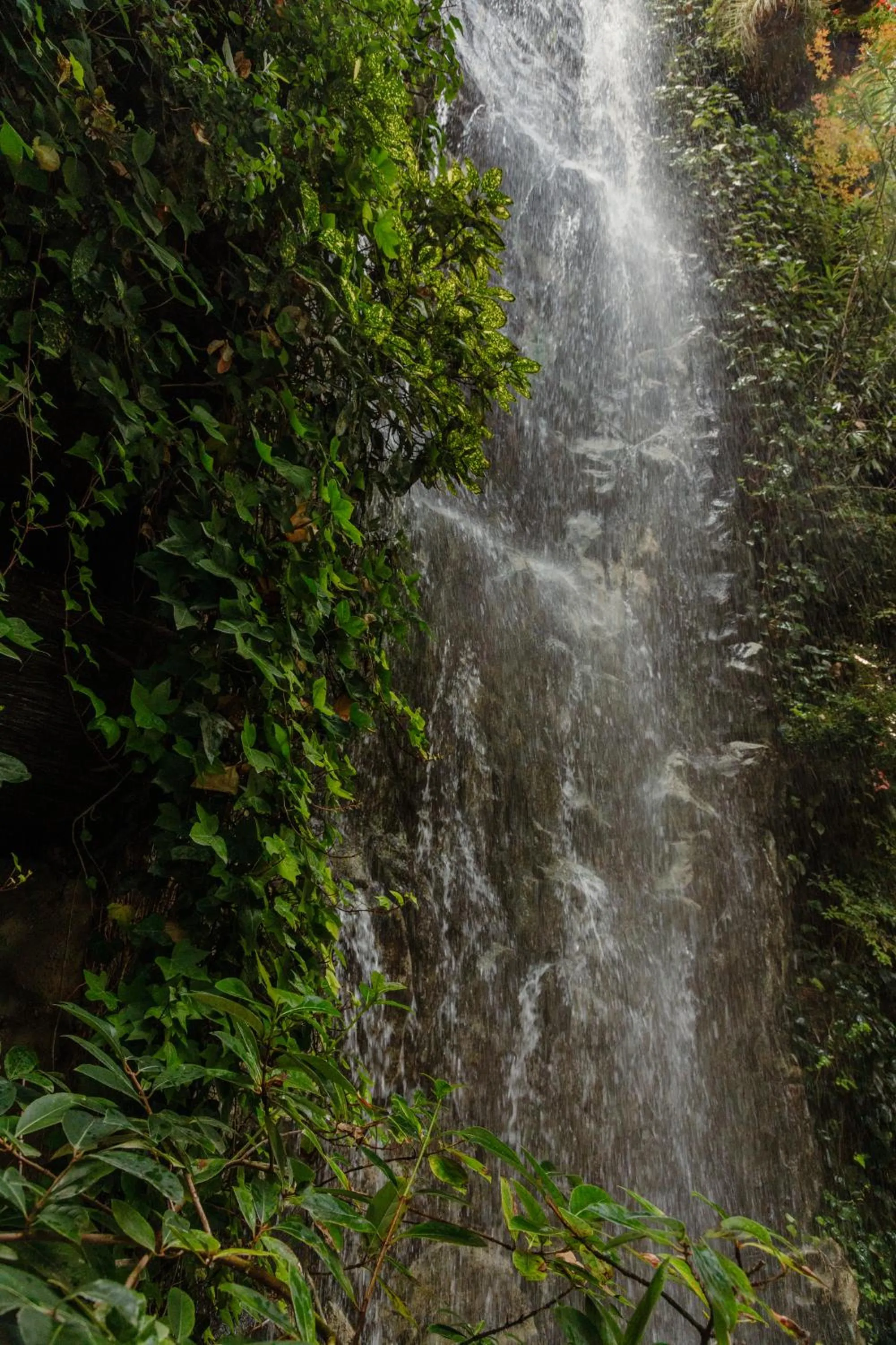Garden in Inhala Hotel Garden