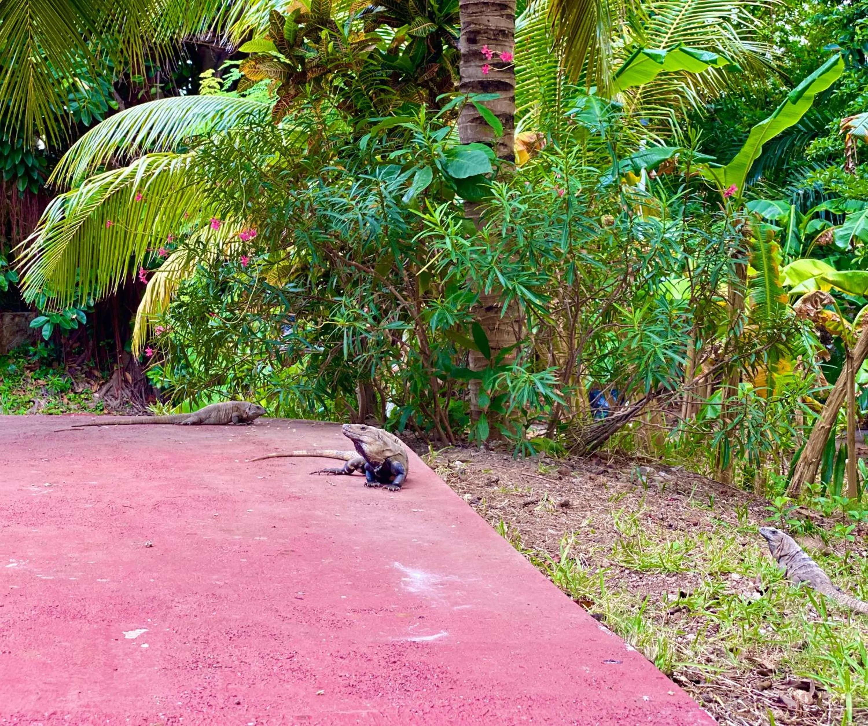 Garden in Villas Tropical By Andiani