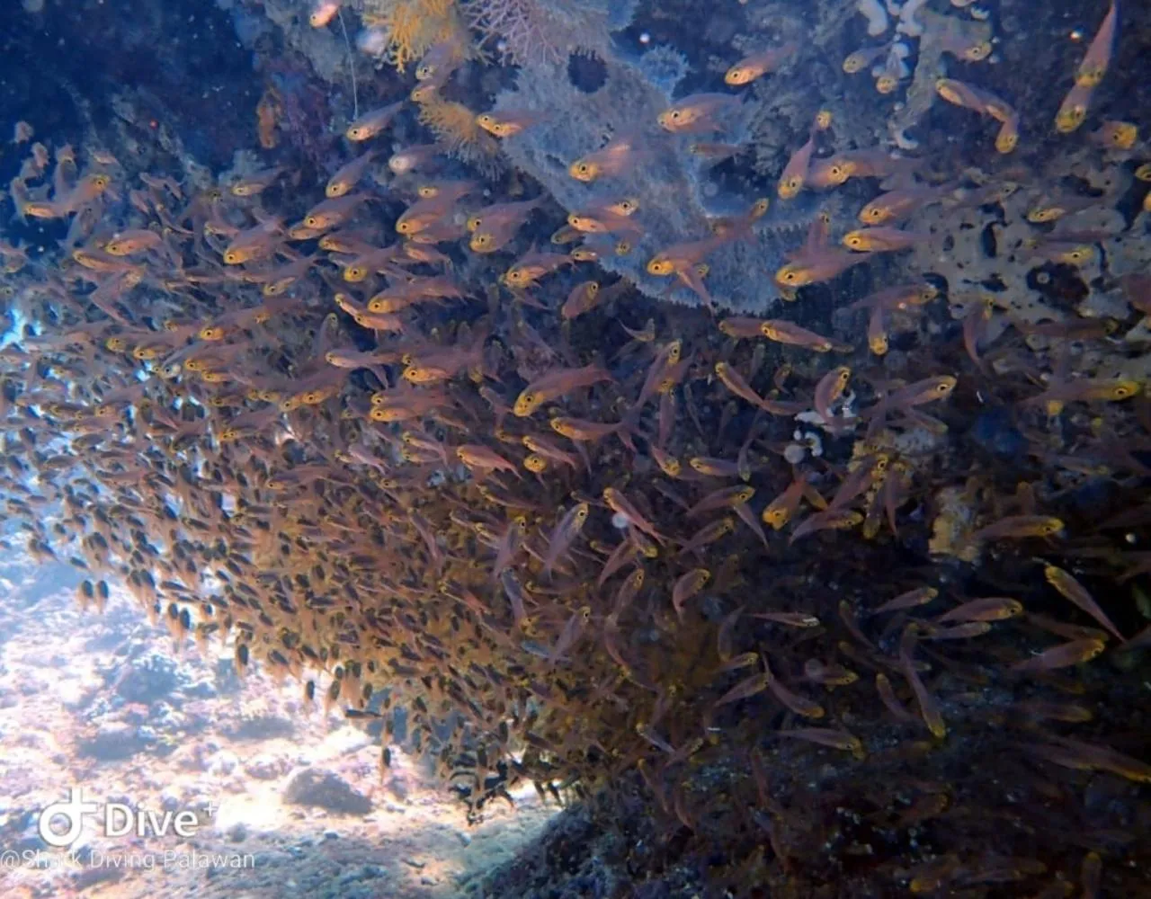 Diving in Carpe Diem Villas & Resort Dive & Stay resort