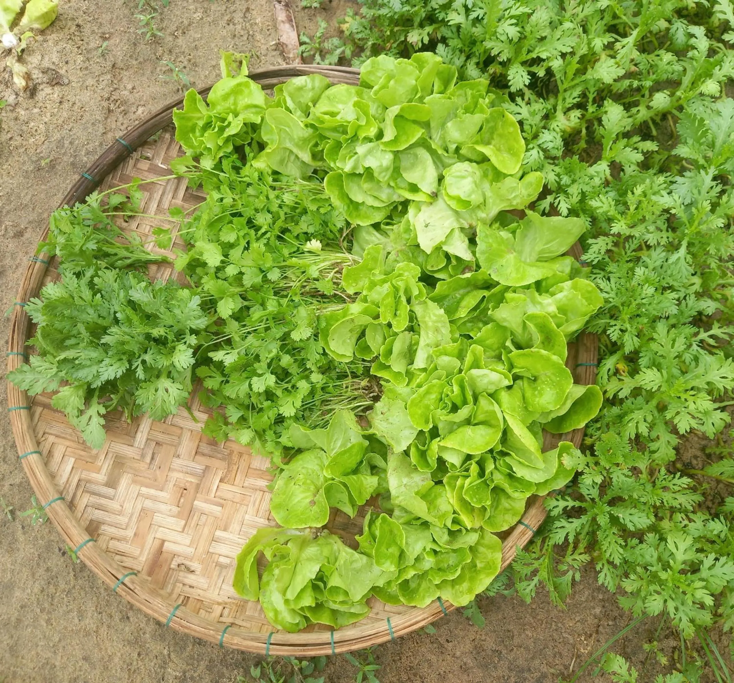 Garden in Ngoc An Bang Villa