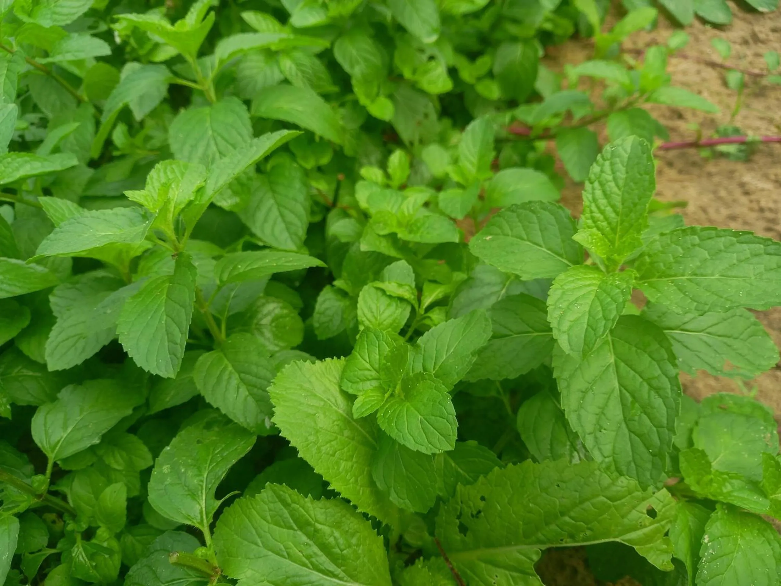 Garden in Ngoc An Bang Villa