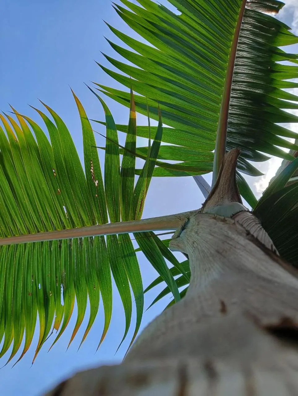 Garden in Bathala Resort
