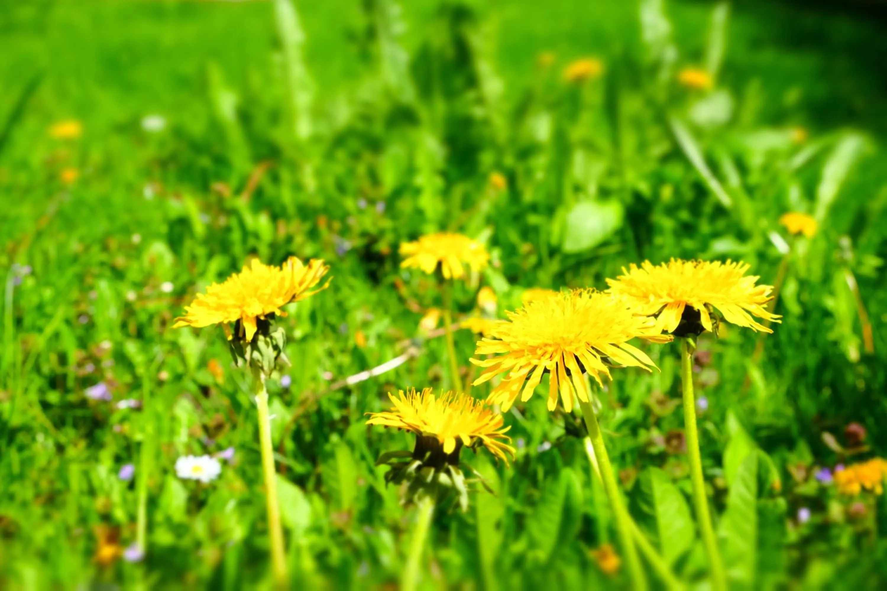 Garden in Hotel Maurerhansl