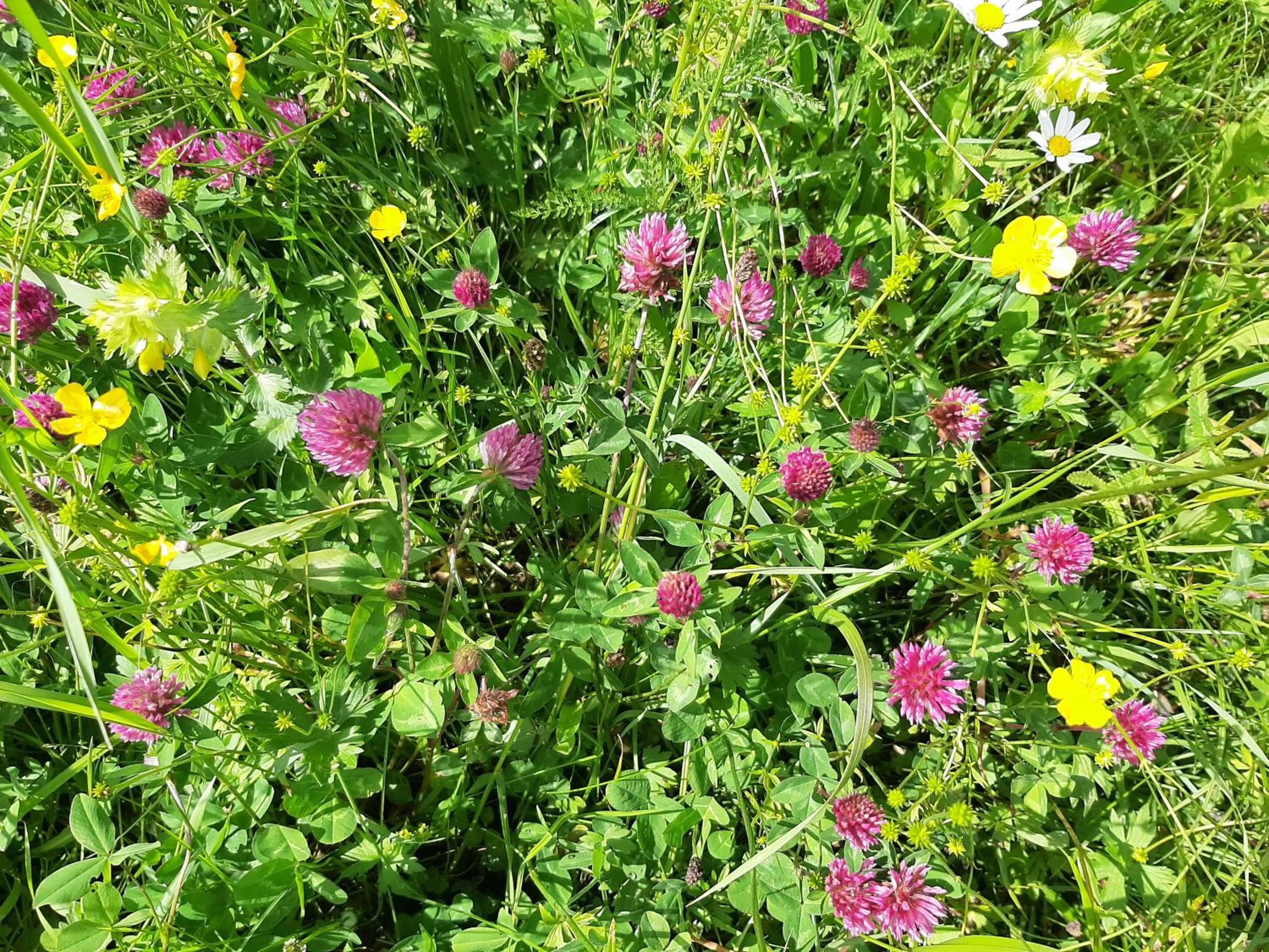 Garden in Alpine Lodge Klösterle am Arlberg