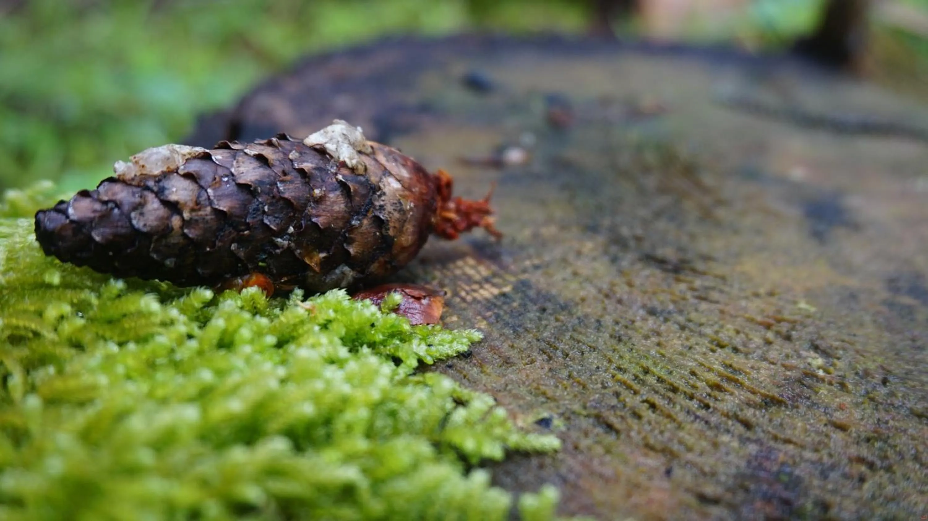 Family in Alpine Lodge Klösterle am Arlberg