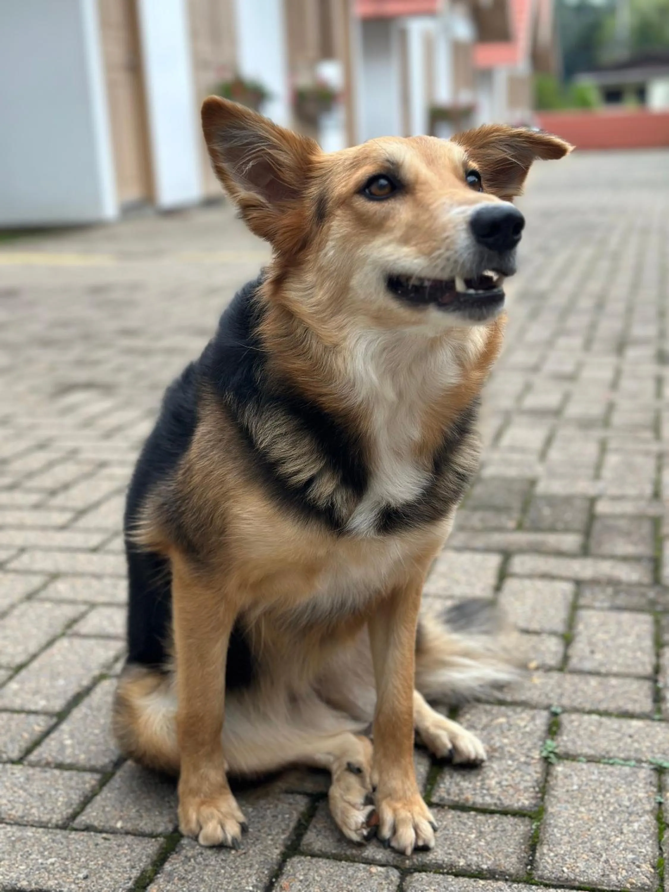 pet friendly in Pousada Cabanas Rota do Sol