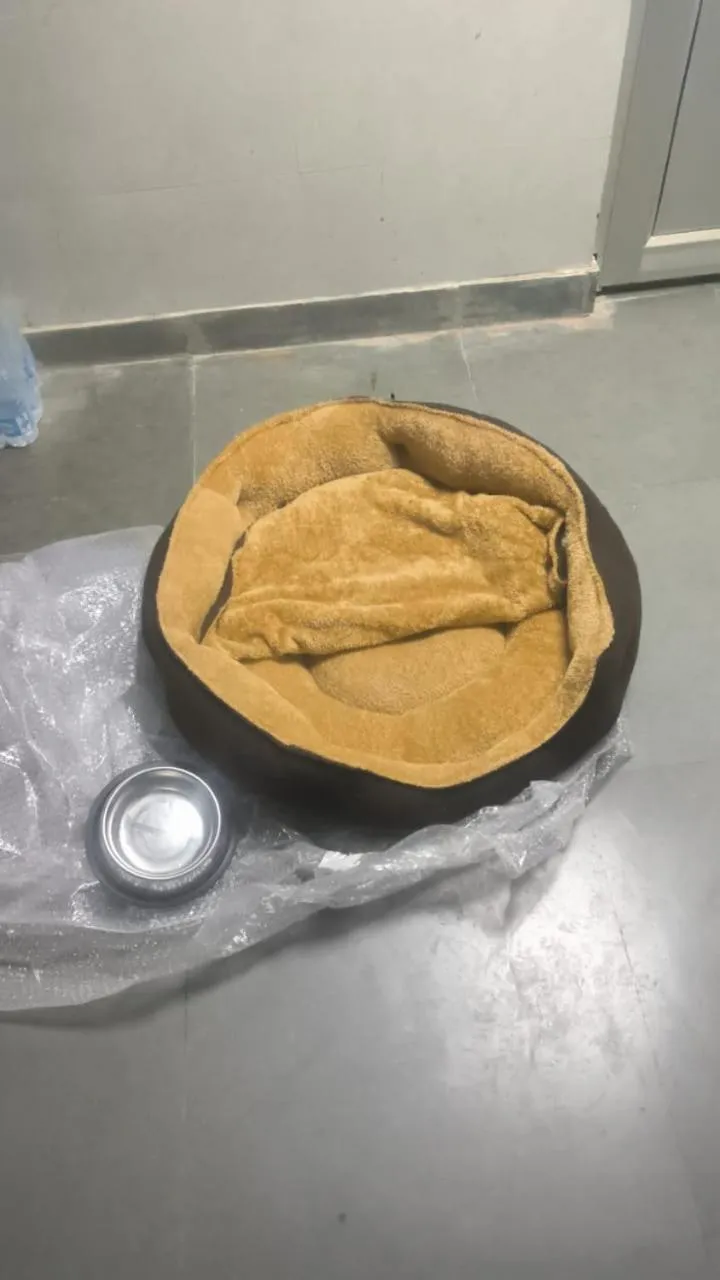 Juna Mahal Jungle Resort Ranthambore