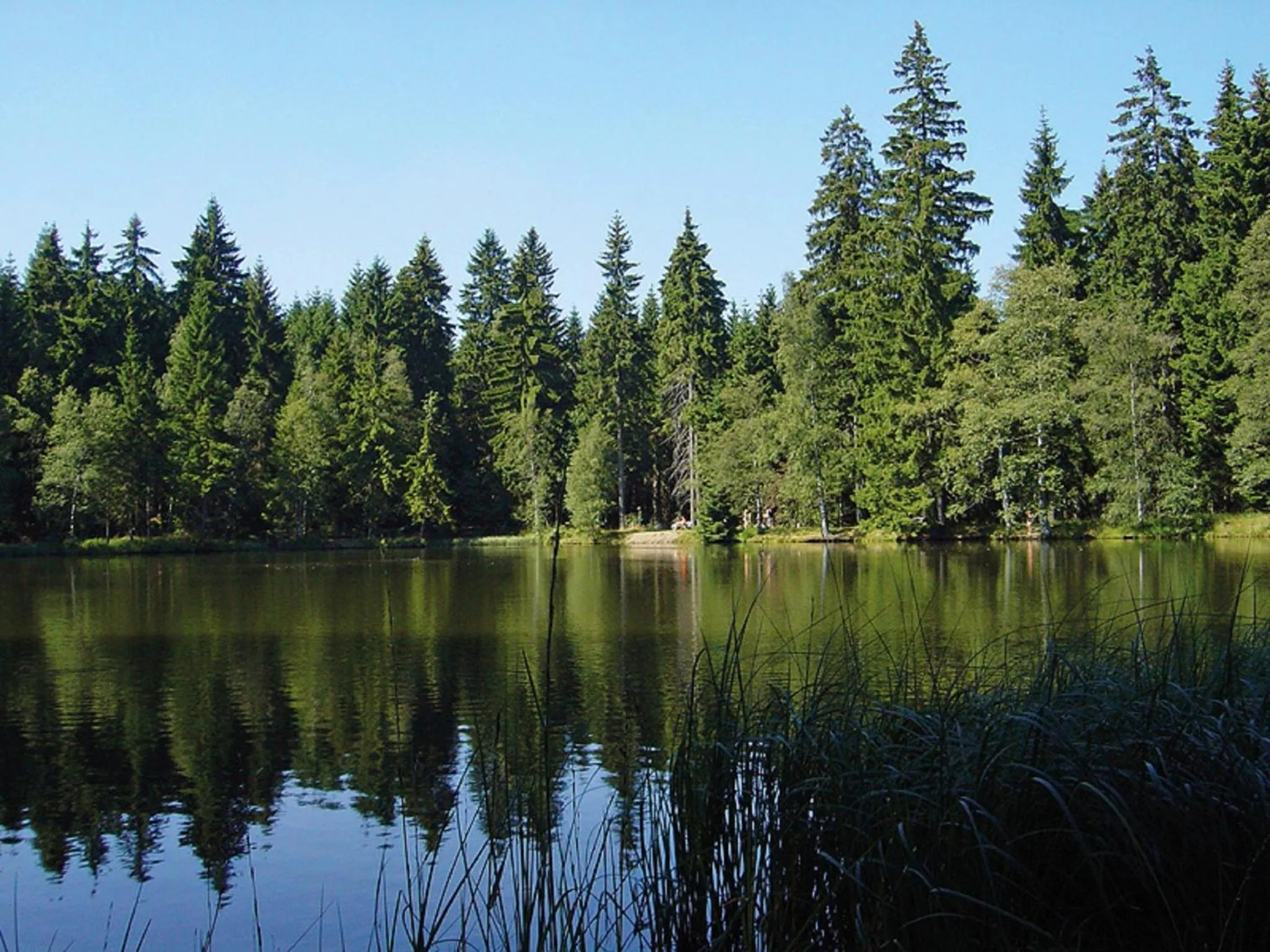 Area and facilities in Hotel Haus am Ahorn