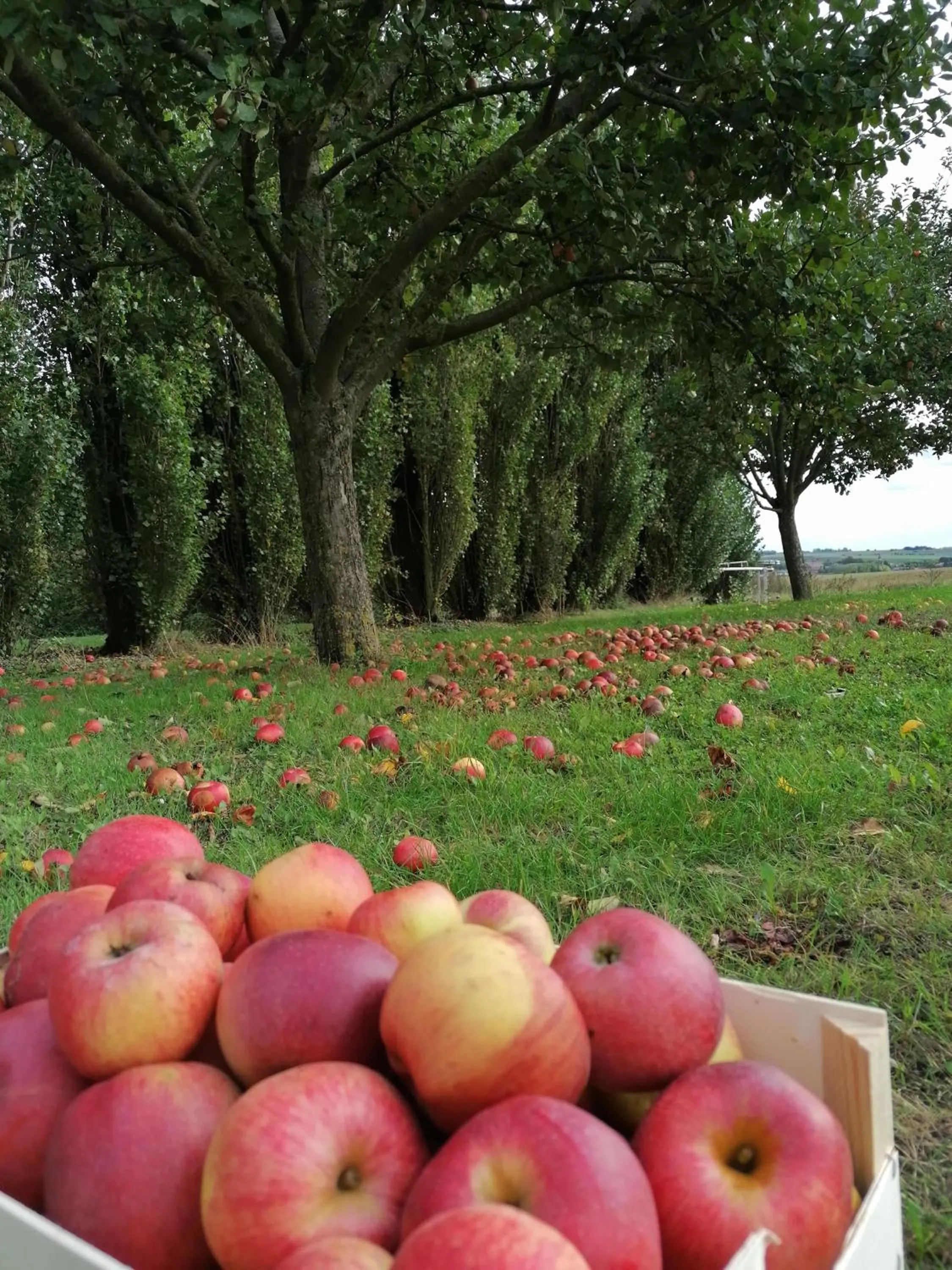 Natural landscape in Studio Ferme de Bonavis