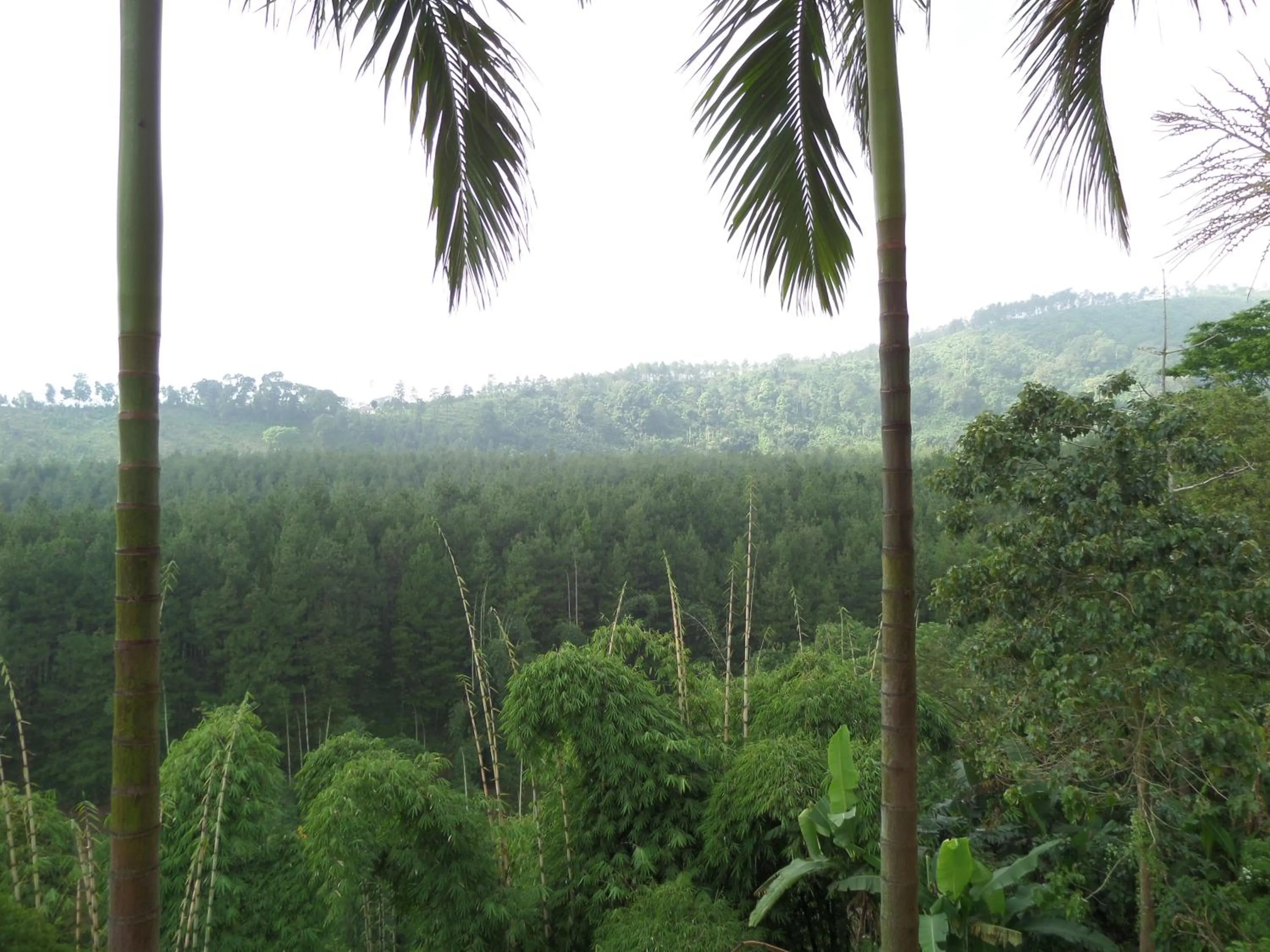 Natural landscape in Sukapura Permai Hotel