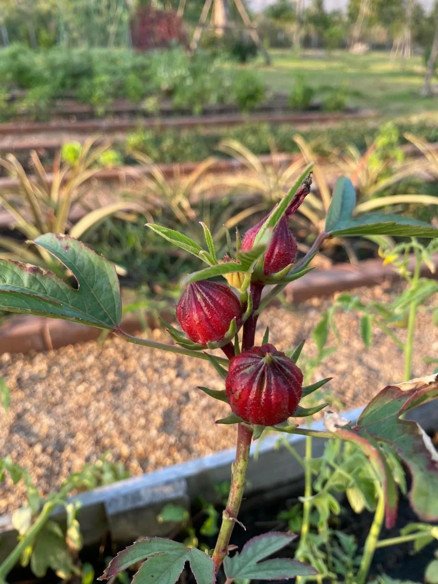 Garden in Nex Station Kanchanaburi