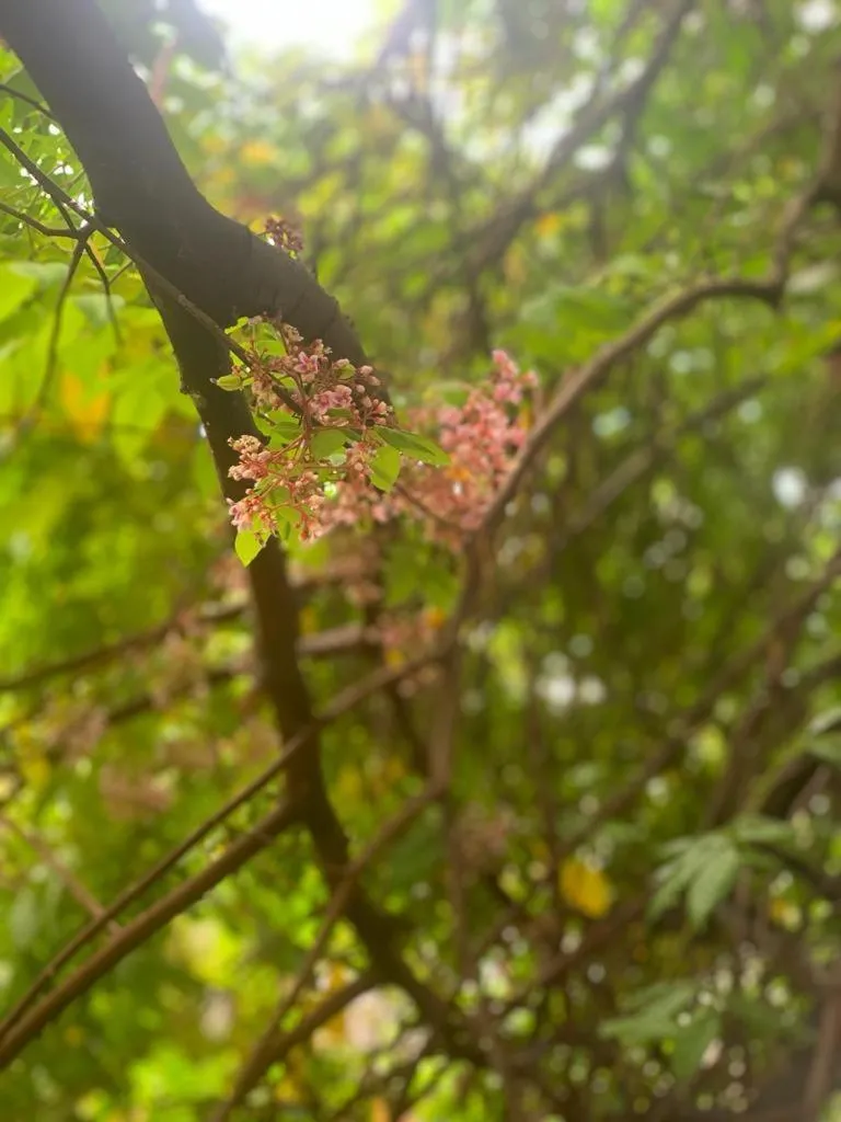 Garden in Le M Hotel Marie Galante