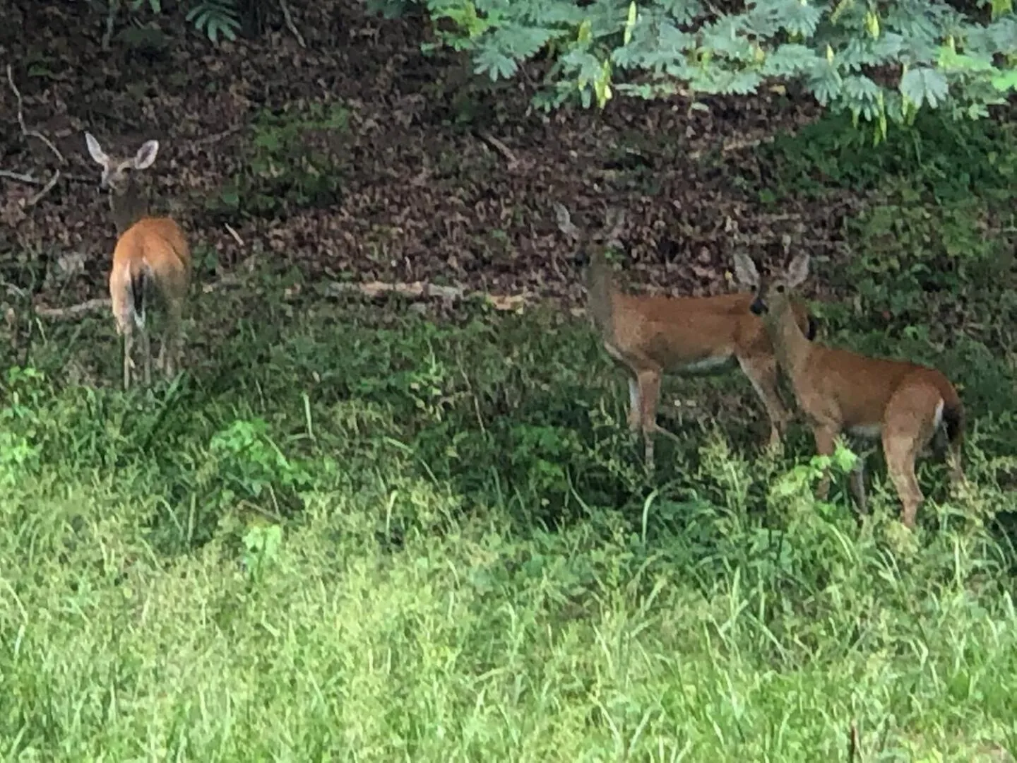 Mountain view in Starlight Haven Hot Springs