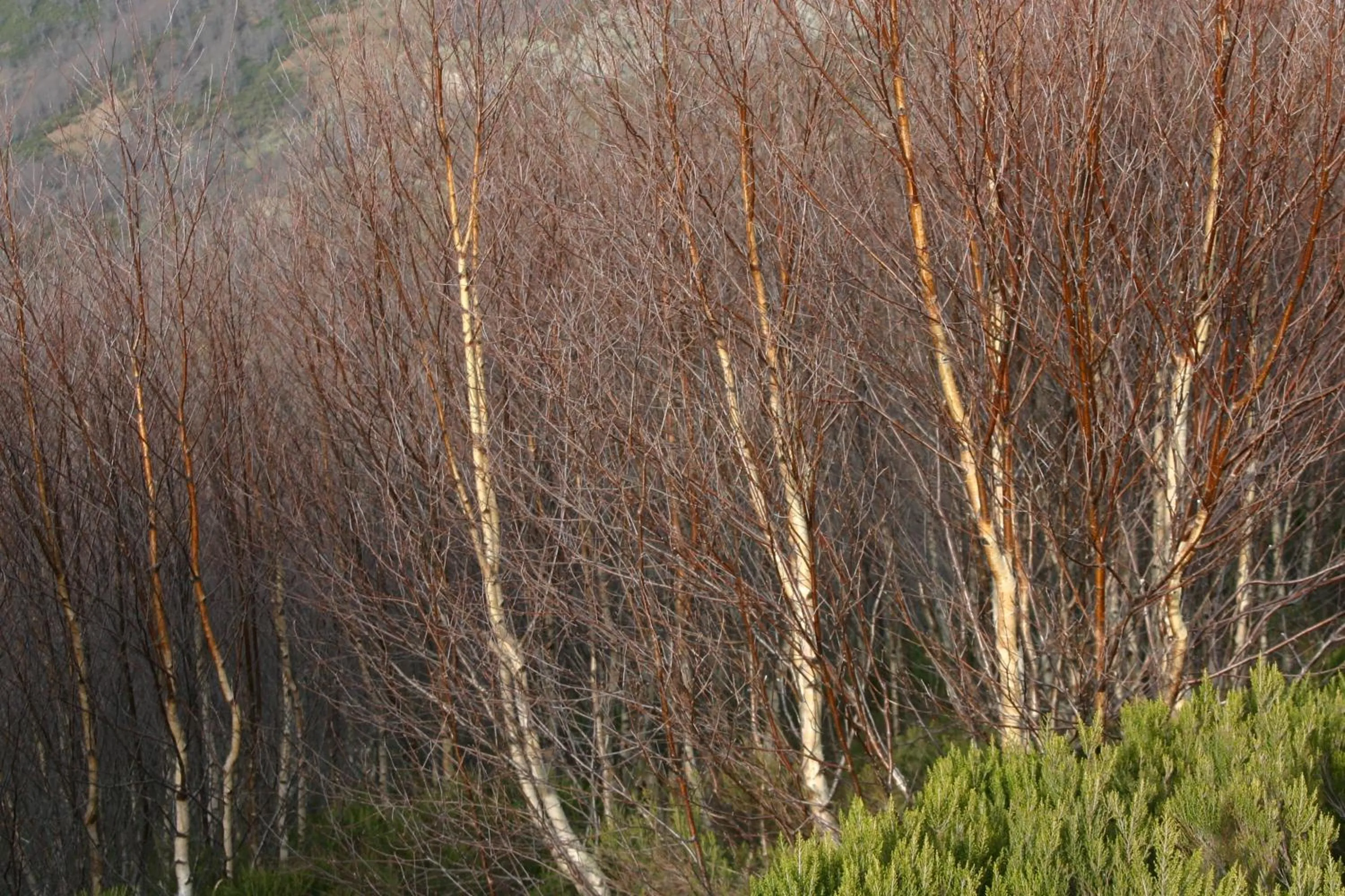 Natural landscape in Apartamentos Javier