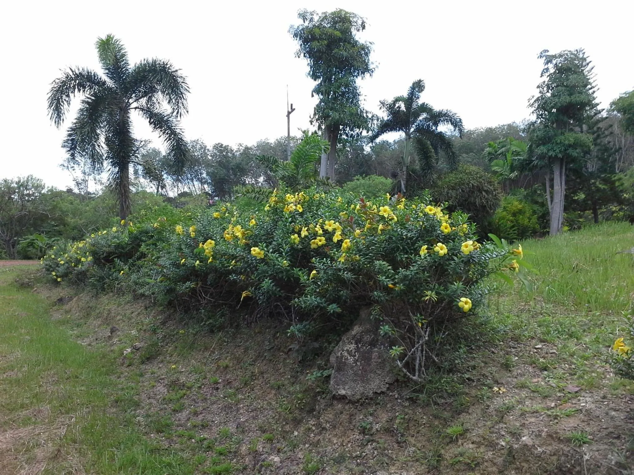 Garden in Freedom Estate sea view Apartments
