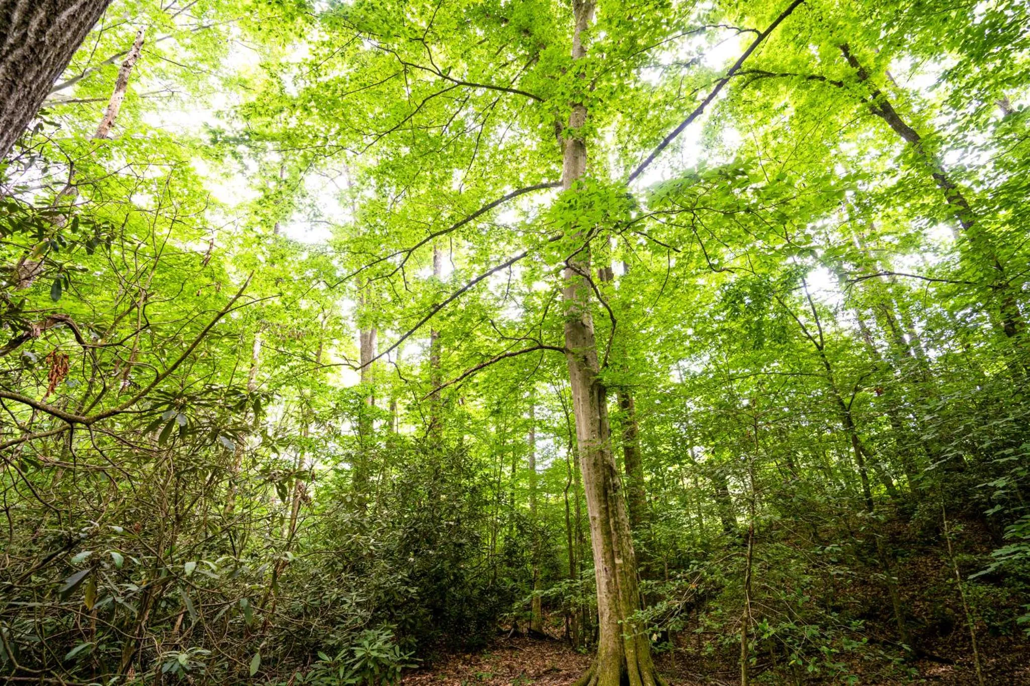 Natural landscape in Foggy Bottom Cabins