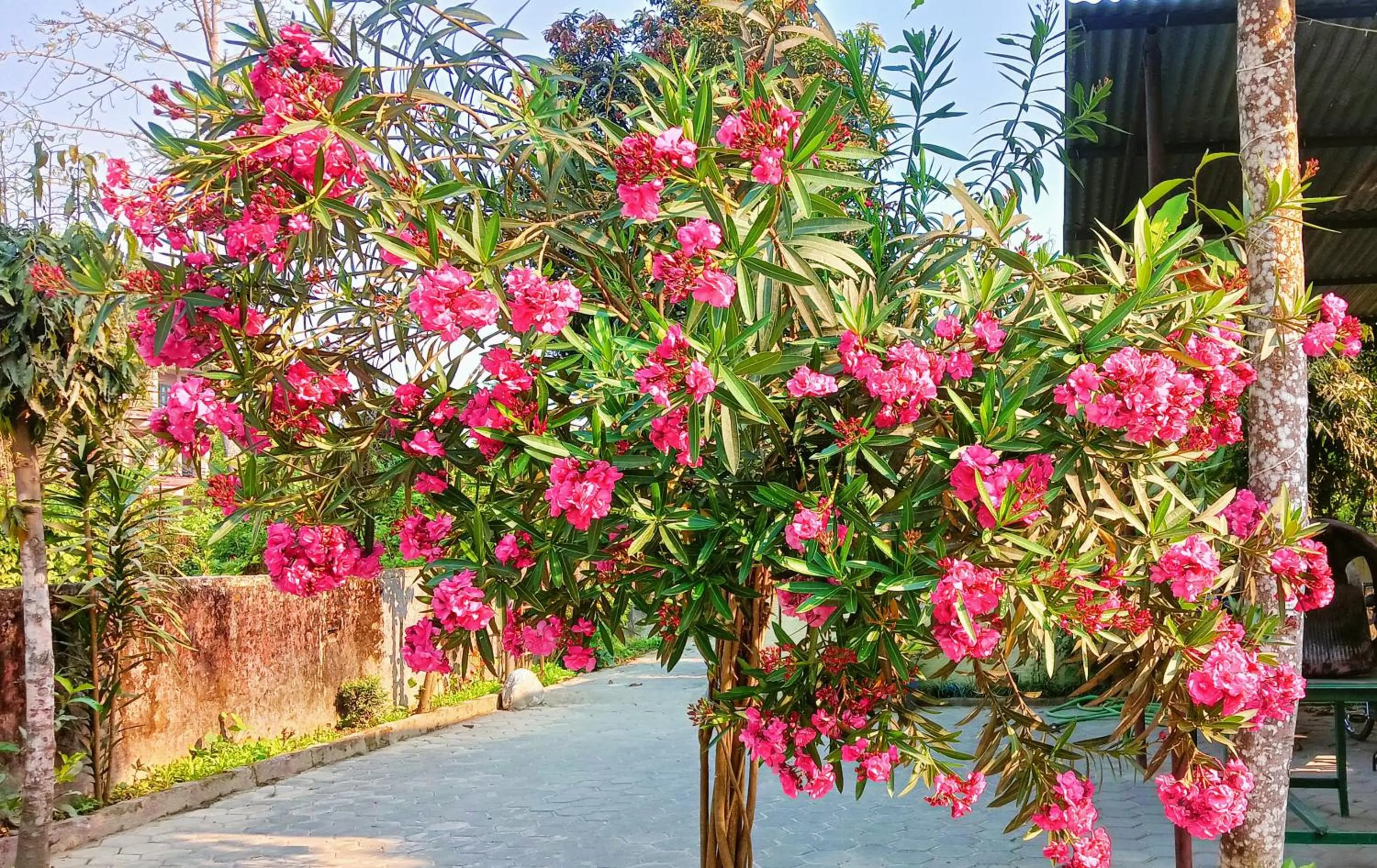 Spring in Hotel Butterfly - Peaceful Garden for Nature Lovers
